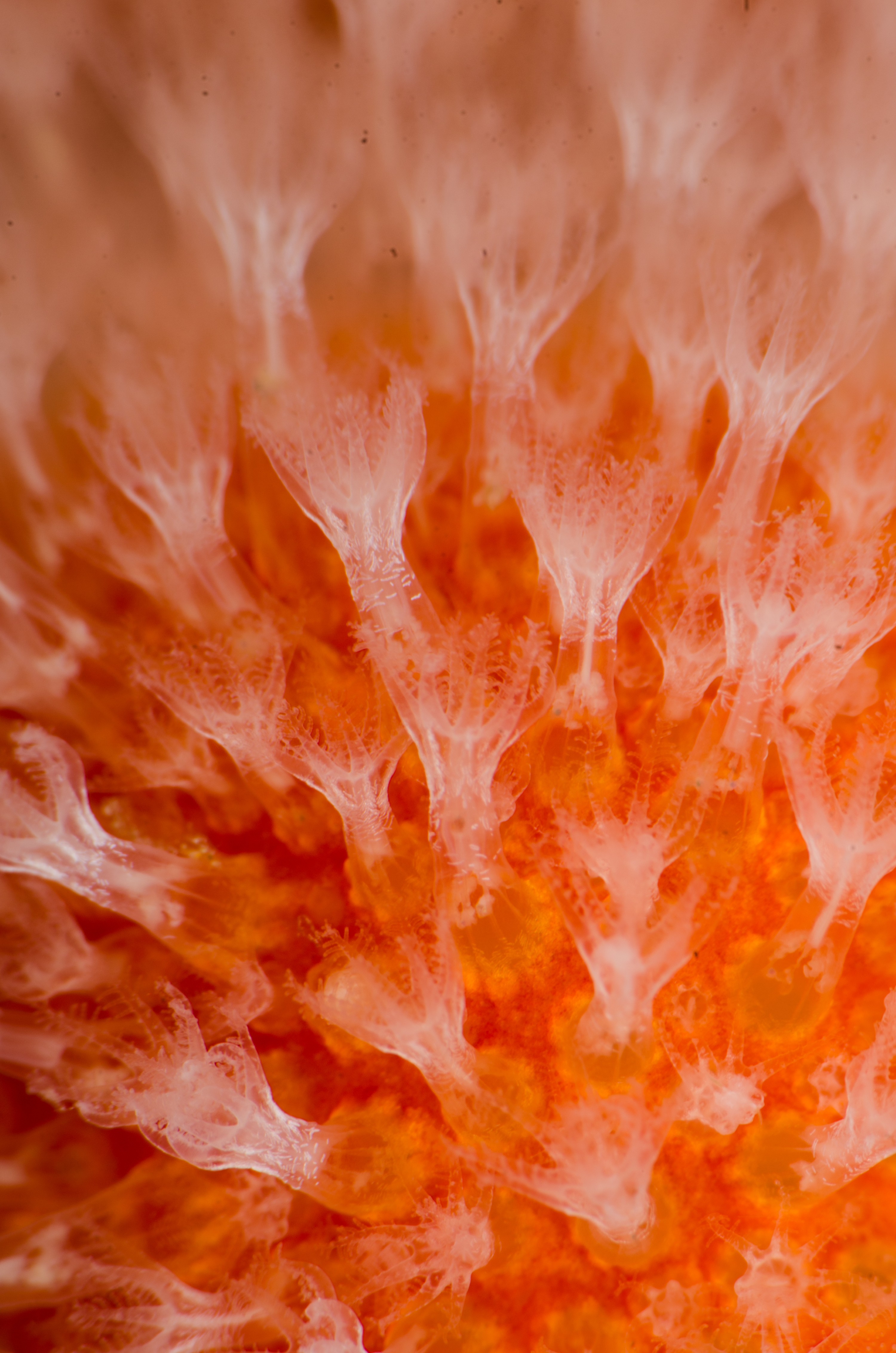 DSC_3827 – Underwater, Soft, Coral, dead, mans, finger, Alcyonium, aurantiacum, tutukaka, northland, coastal, Crispin, marine, new zealand, zealand, new, nz,