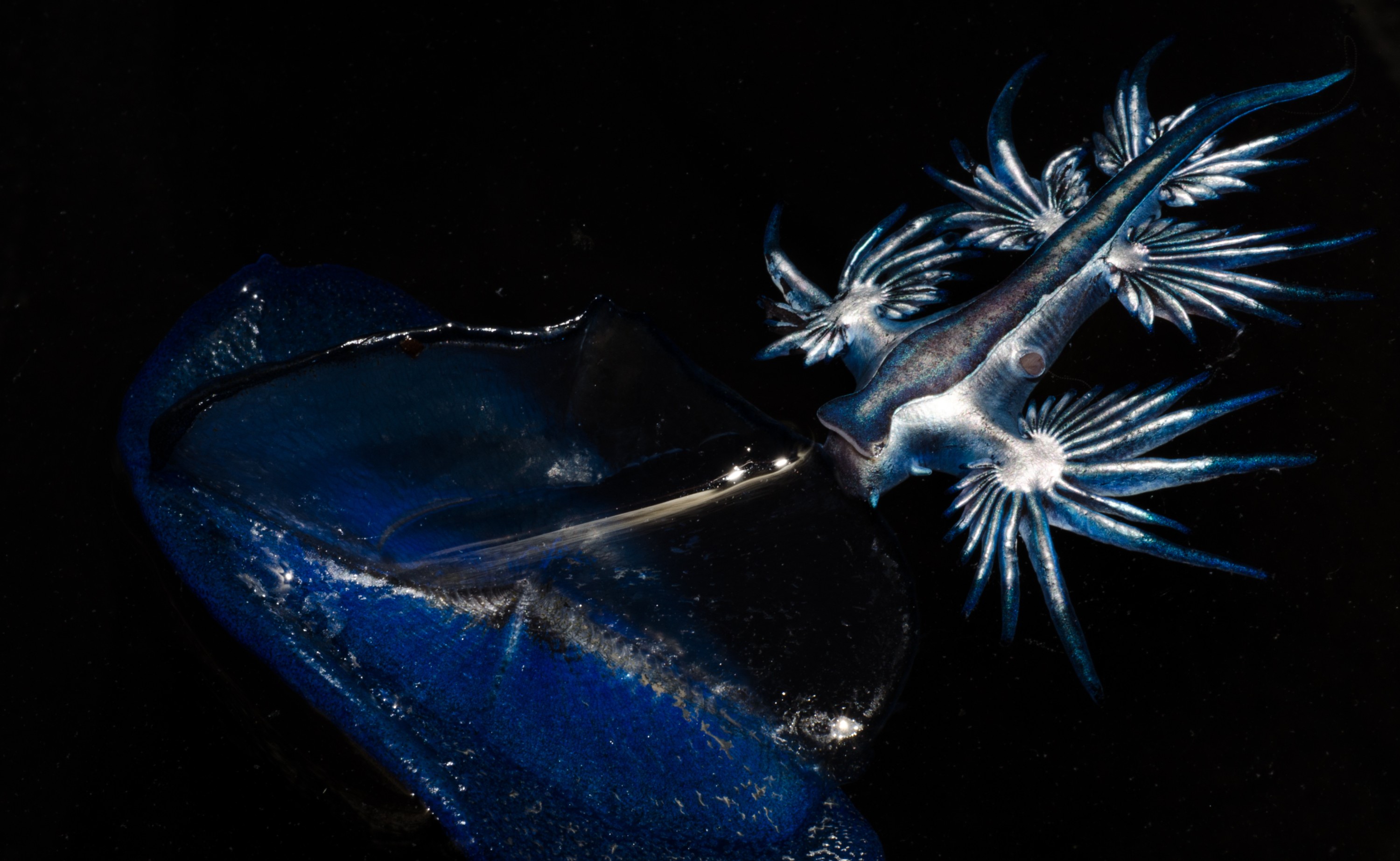 DSC_4219 – Underwater, Glaucus, atlanticus, Northland, nudibranch, blue, pokemon, pelagic, swallow, seaslug, sea slug, slug, sea, Crispin, marine, new zealand, zealand, new, nz,