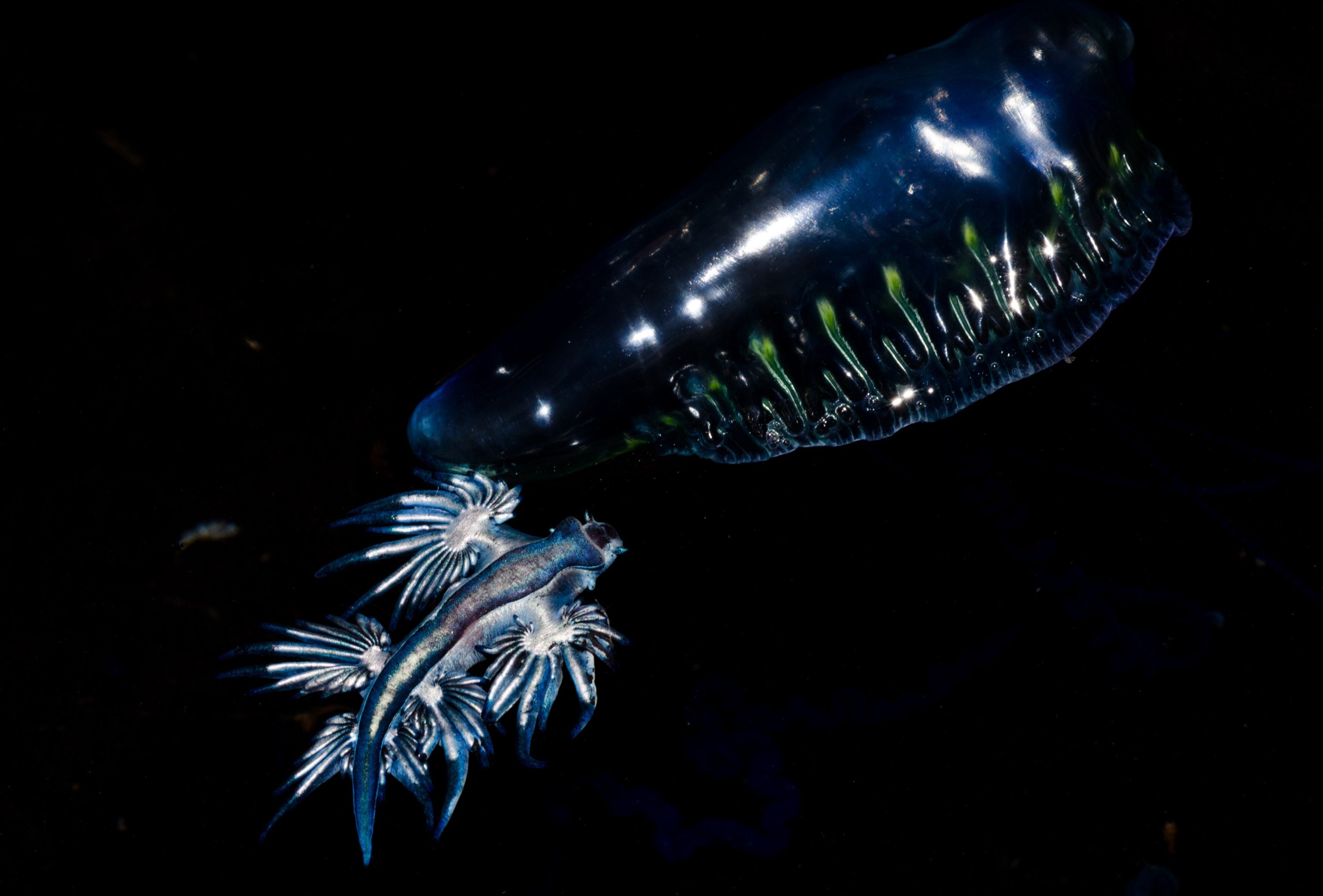 DSC_4344 – Underwater, Glaucus, atlanticus, Northland, nudibranch, blue, pokemon, pelagic, swallow, seaslug, sea slug, slug, sea, Crispin, marine, new zealand, zealand, new, nz,