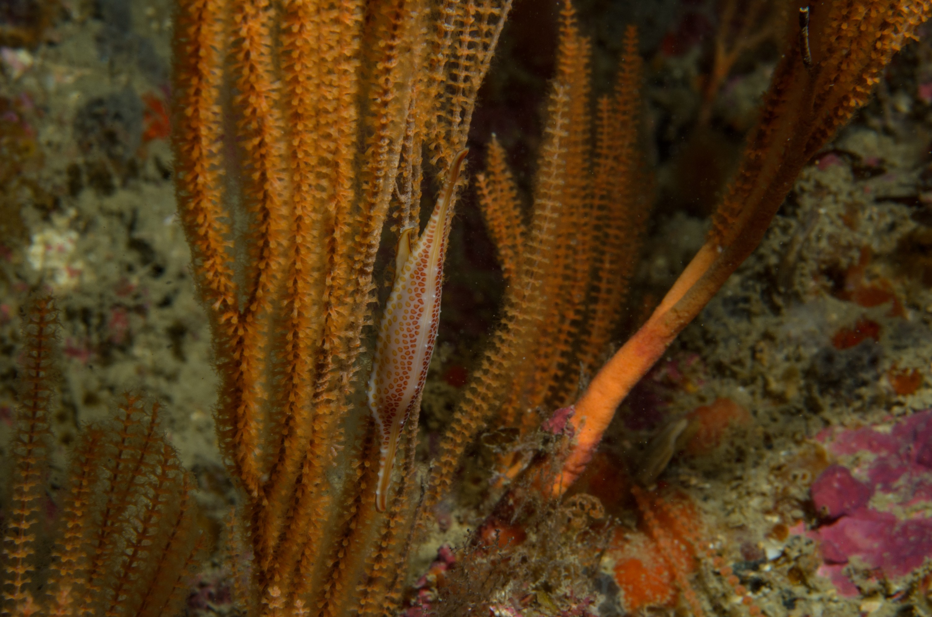 DSC_4640 – Crispin, Kurodavolva, NZ, cowrie, deep, denleys, new, northland, primnoides, rare, reef, spindle, wakayamensis, zealand, JAN17