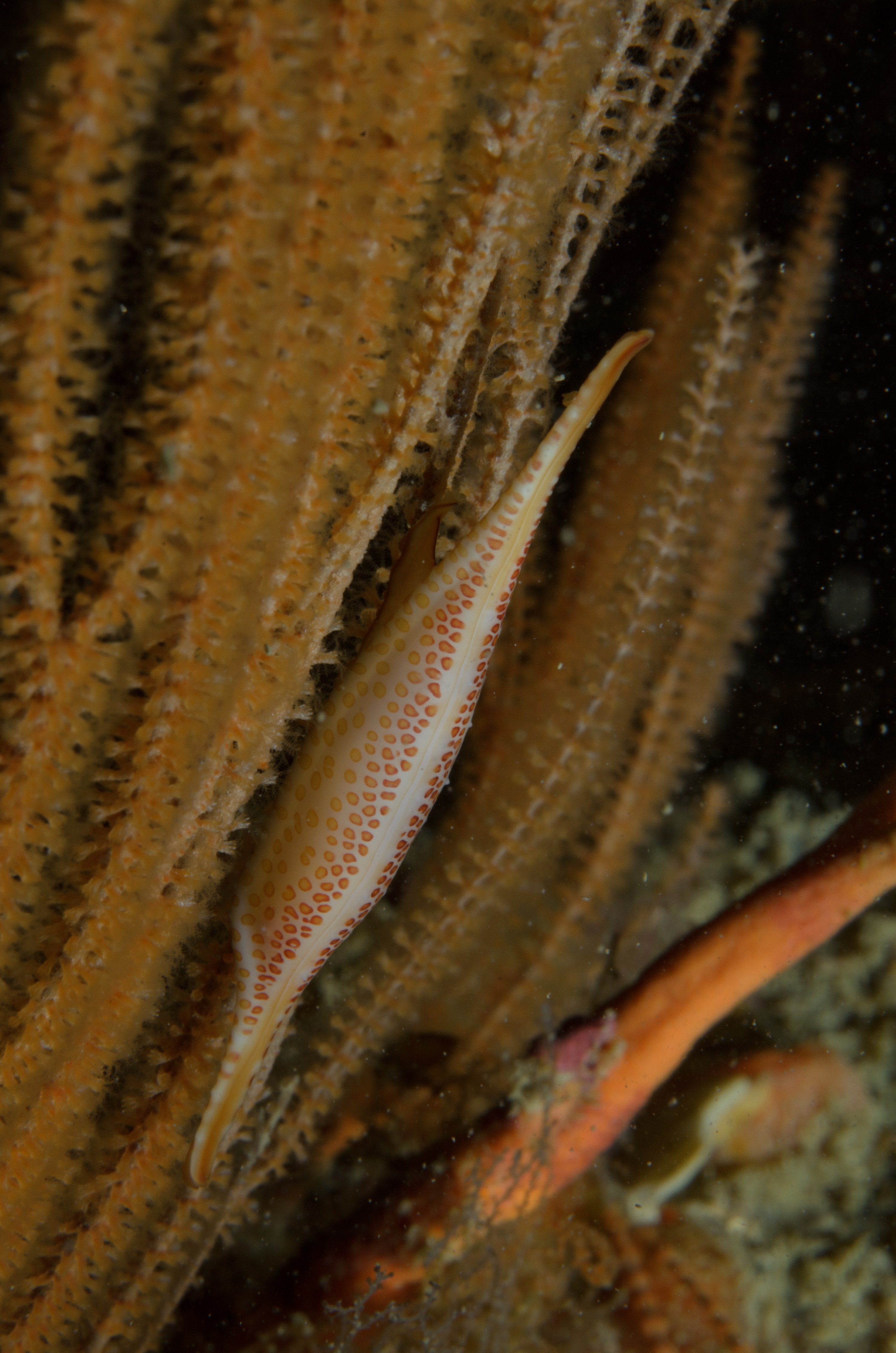 DSC_4644 – Crispin, Kurodavolva, NZ, cowrie, deep, denleys, new, northland, primnoides, rare, reef, spindle, wakayamensis, zealand, JAN17