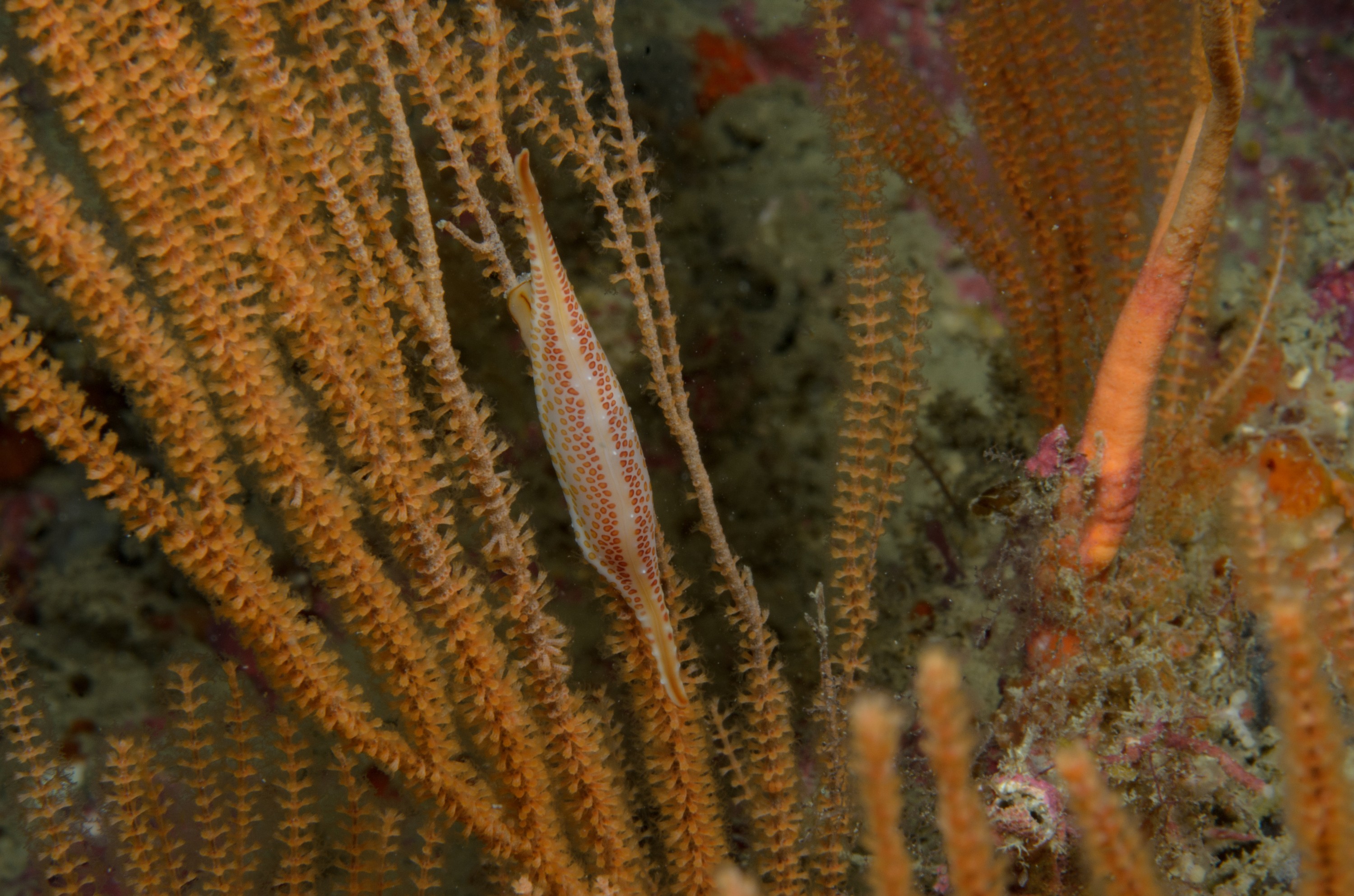 DSC_4655 – Crispin, Kurodavolva, NZ, cowrie, deep, denleys, new, northland, primnoides, rare, reef, spindle, wakayamensis, zealand, JAN17
