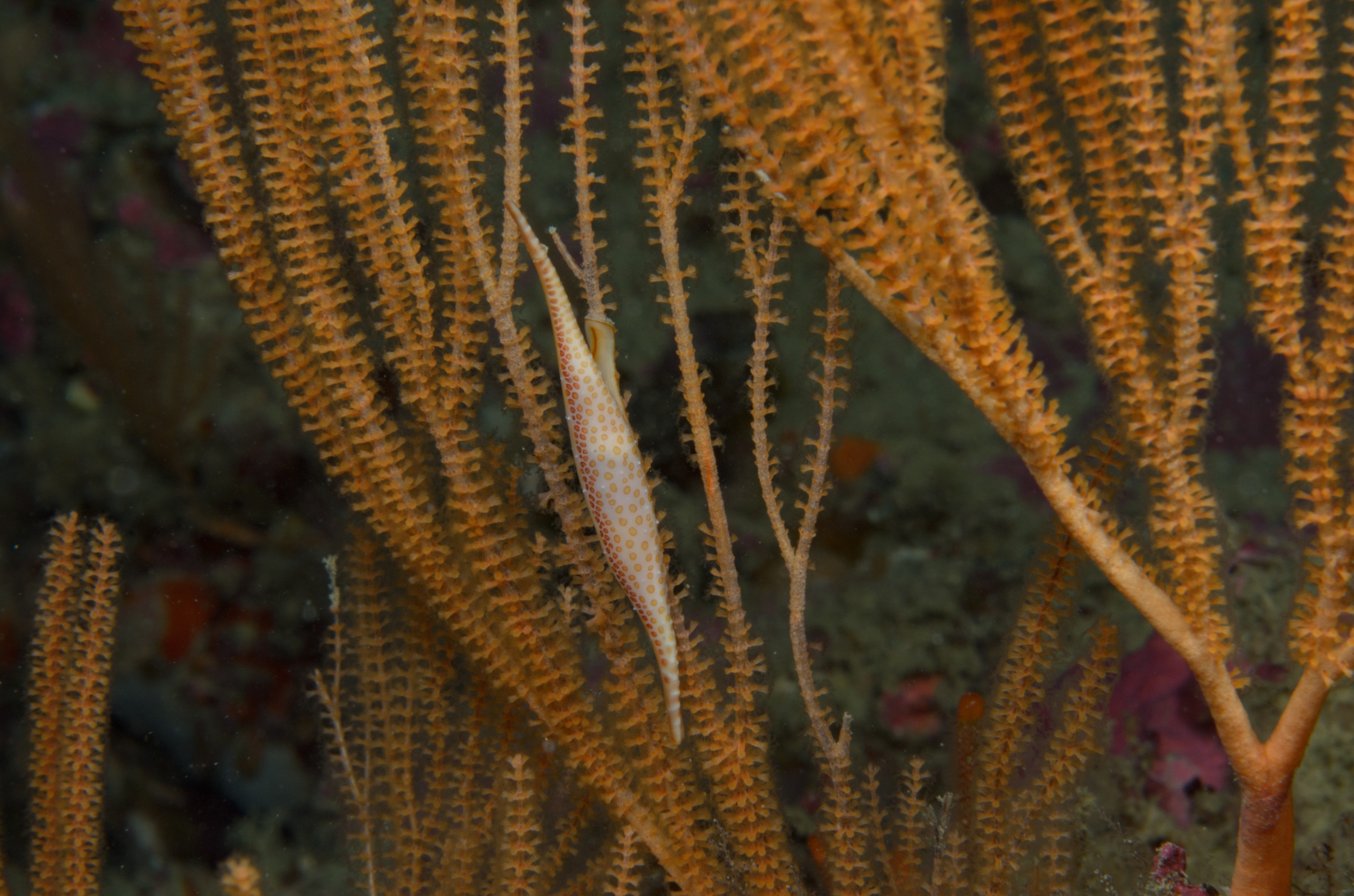 DSC_4657 – Crispin, Kurodavolva, NZ, cowrie, deep, denleys, new, northland, primnoides, rare, reef, spindle, wakayamensis, zealand, JAN17