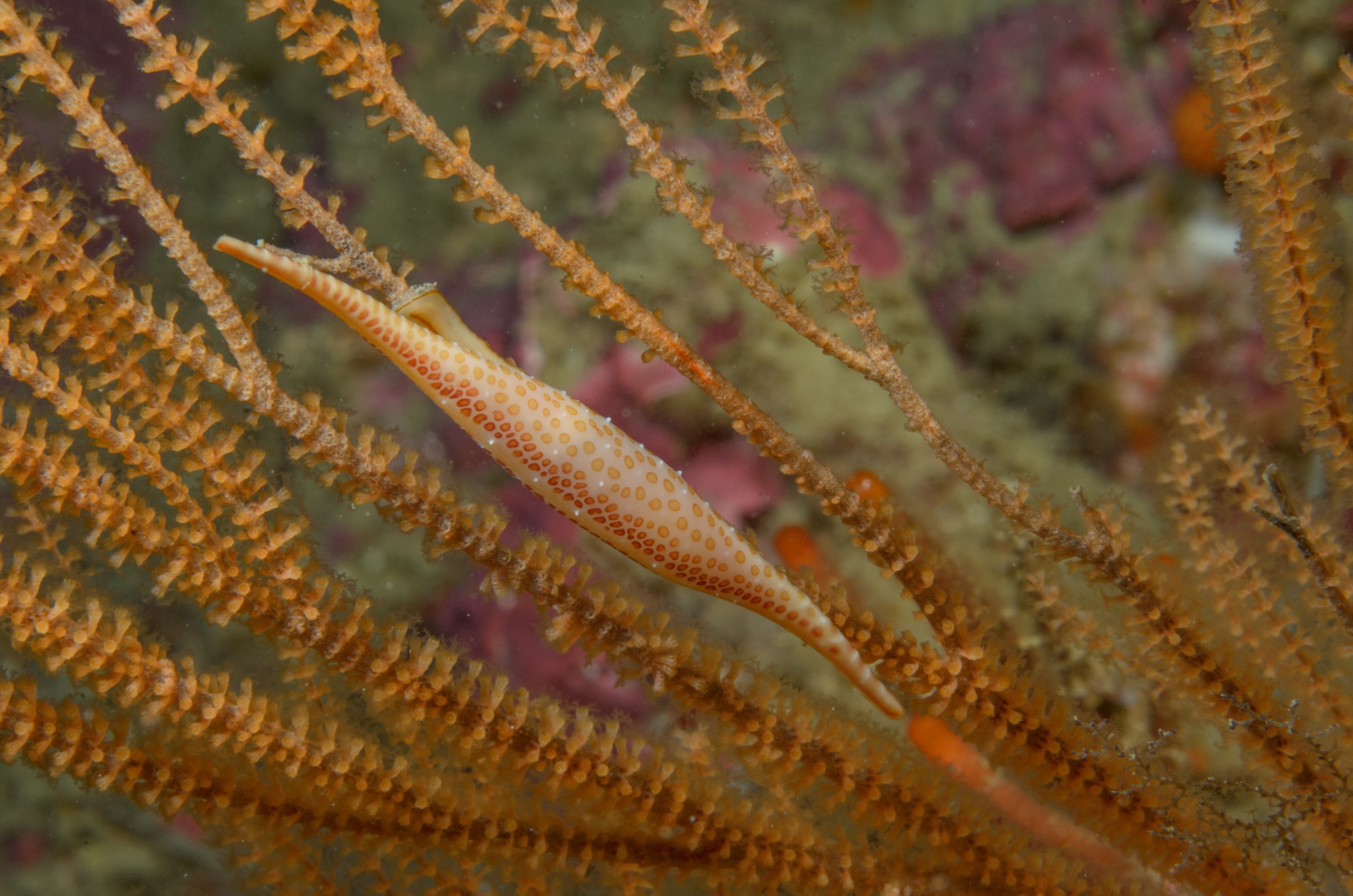 DSC_4661 – Crispin, Kurodavolva, NZ, cowrie, deep, denleys, new, northland, primnoides, rare, reef, spindle, wakayamensis, zealand, JAN17