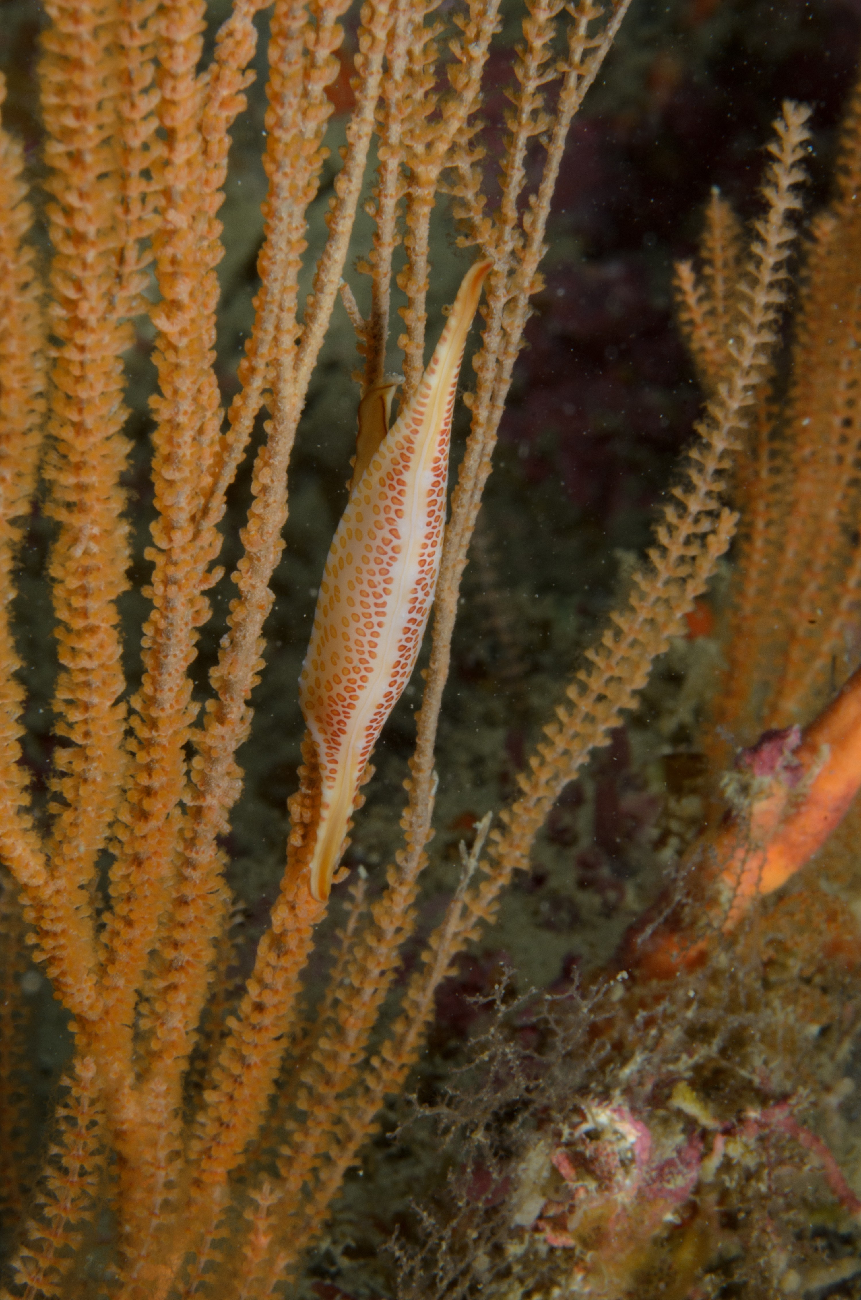 DSC_4670 – Crispin, Kurodavolva, NZ, cowrie, deep, denleys, new, northland, primnoides, rare, reef, spindle, wakayamensis, zealand, JAN17