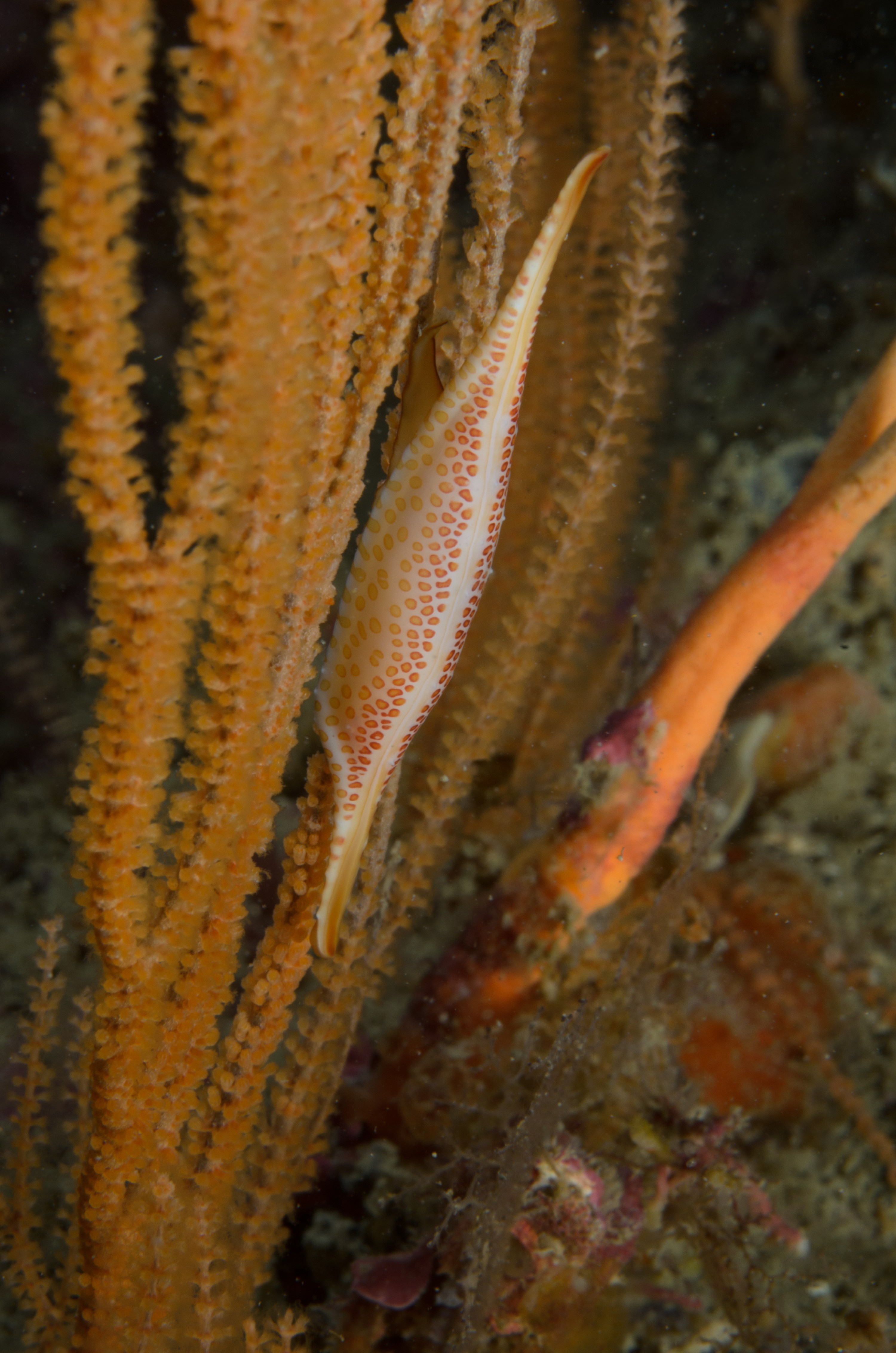DSC_4672 – Crispin, Kurodavolva, NZ, cowrie, deep, denleys, new, northland, primnoides, rare, reef, spindle, wakayamensis, zealand, JAN17