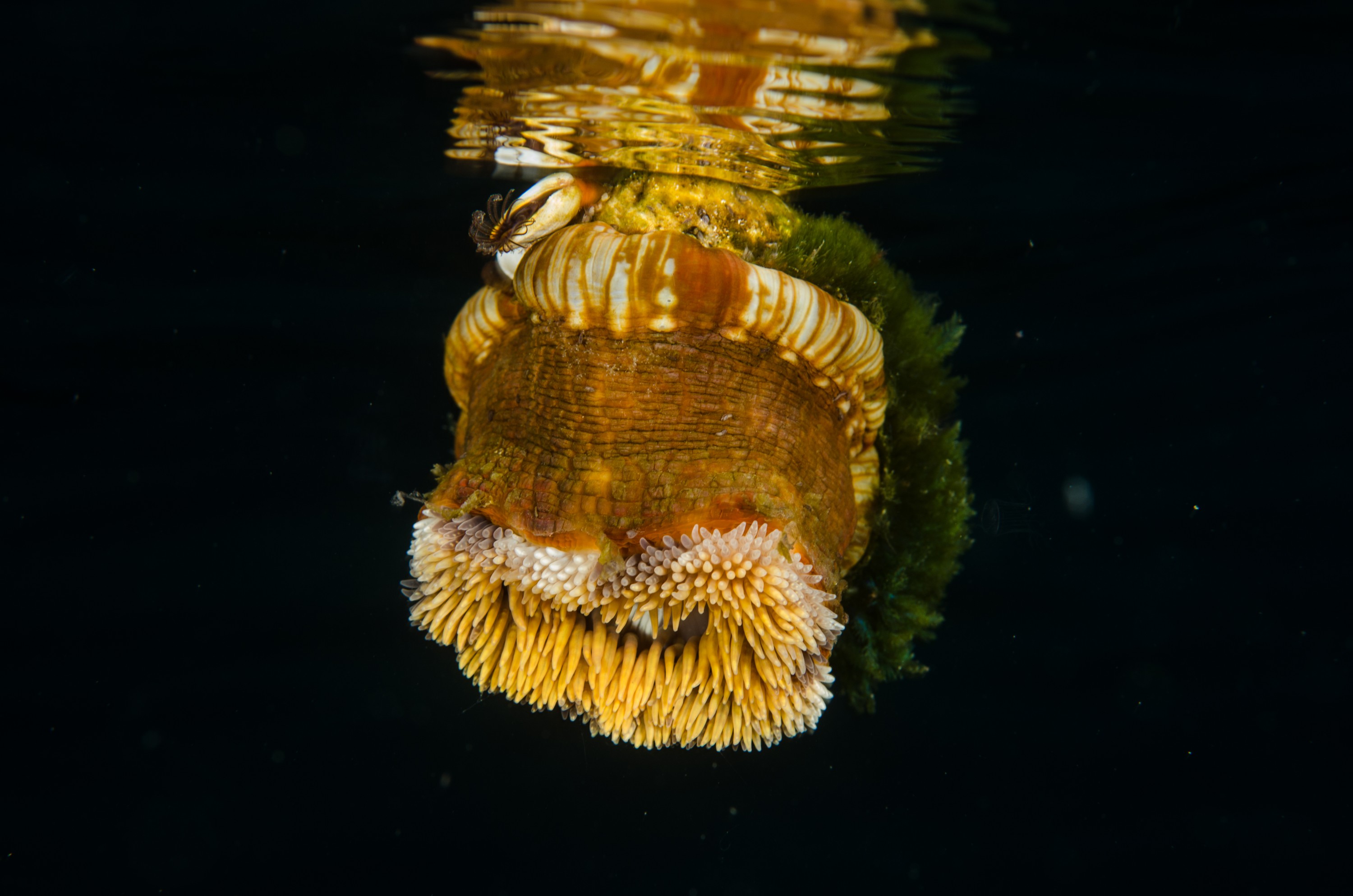 DSC_5038 – Mokohinau, Islands, Burgess, Island, crispin, nz, new, zealand, new zealand, Pelagic, Anemone, Calliactis, rare, pumice, flotsam, vagrant
