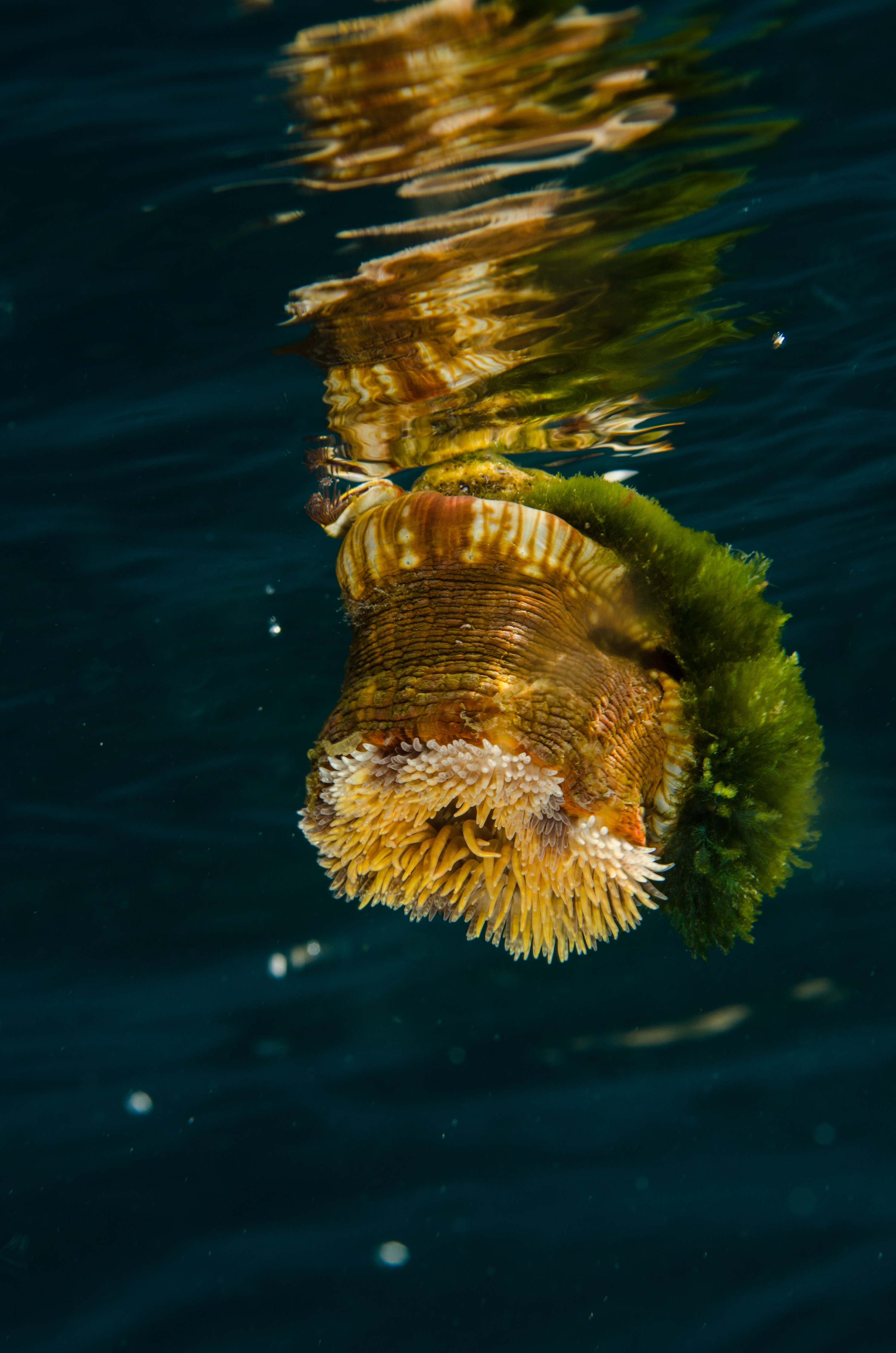 DSC_5056 – Mokohinau, Islands, Burgess, Island, crispin, nz, new, zealand, new zealand, Pelagic, Anemone, Calliactis, rare, pumice, flotsam, vagrant