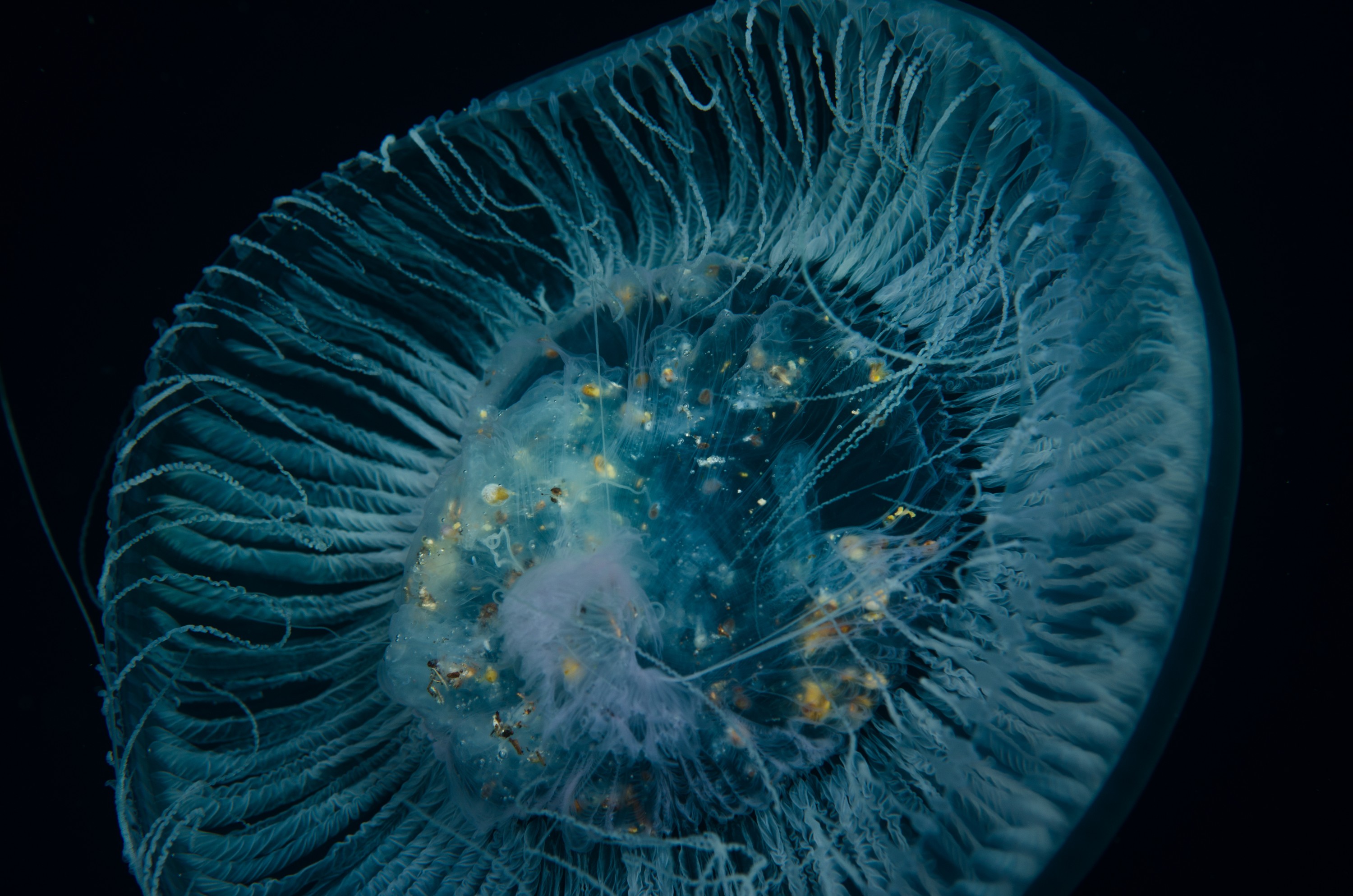 DSC_5109 – Underwater, Jellyfish, feeding, unknown, poor, knights, marine, reserve, jelly, fish, pelagic, moon, Crispin, marine, new zealand, zealand, new, nz,