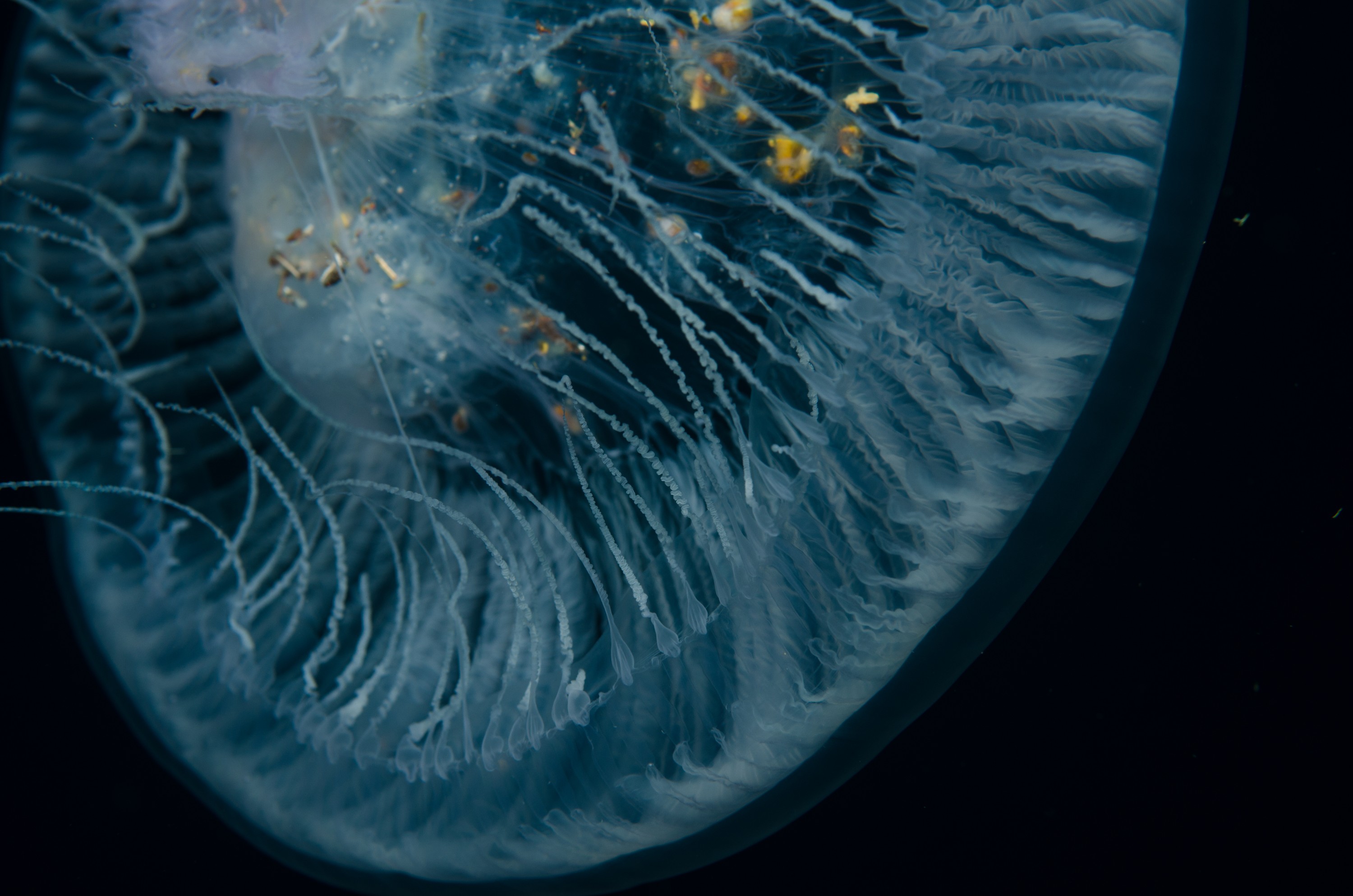 DSC_5110 – Underwater, Jellyfish, feeding, unknown, poor, knights, marine, reserve, jelly, fish, pelagic, moon, Crispin, marine, new zealand, zealand, new, nz,