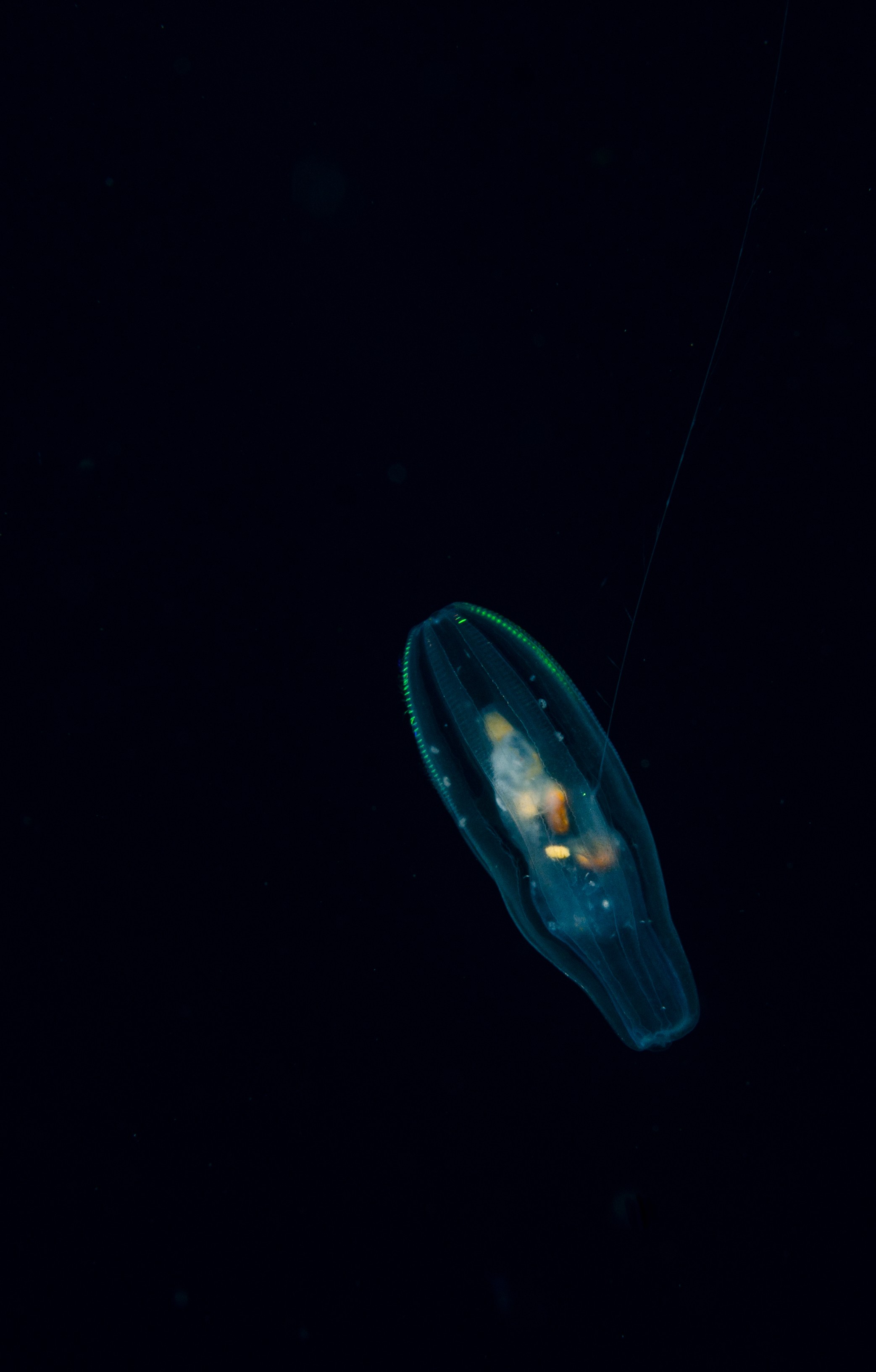 DSC_5149 – Underwater, Jellyfish, Unknown, poor, knights, marine, reserve, Crispin, marine, new zealand, zealand, new, nz,
