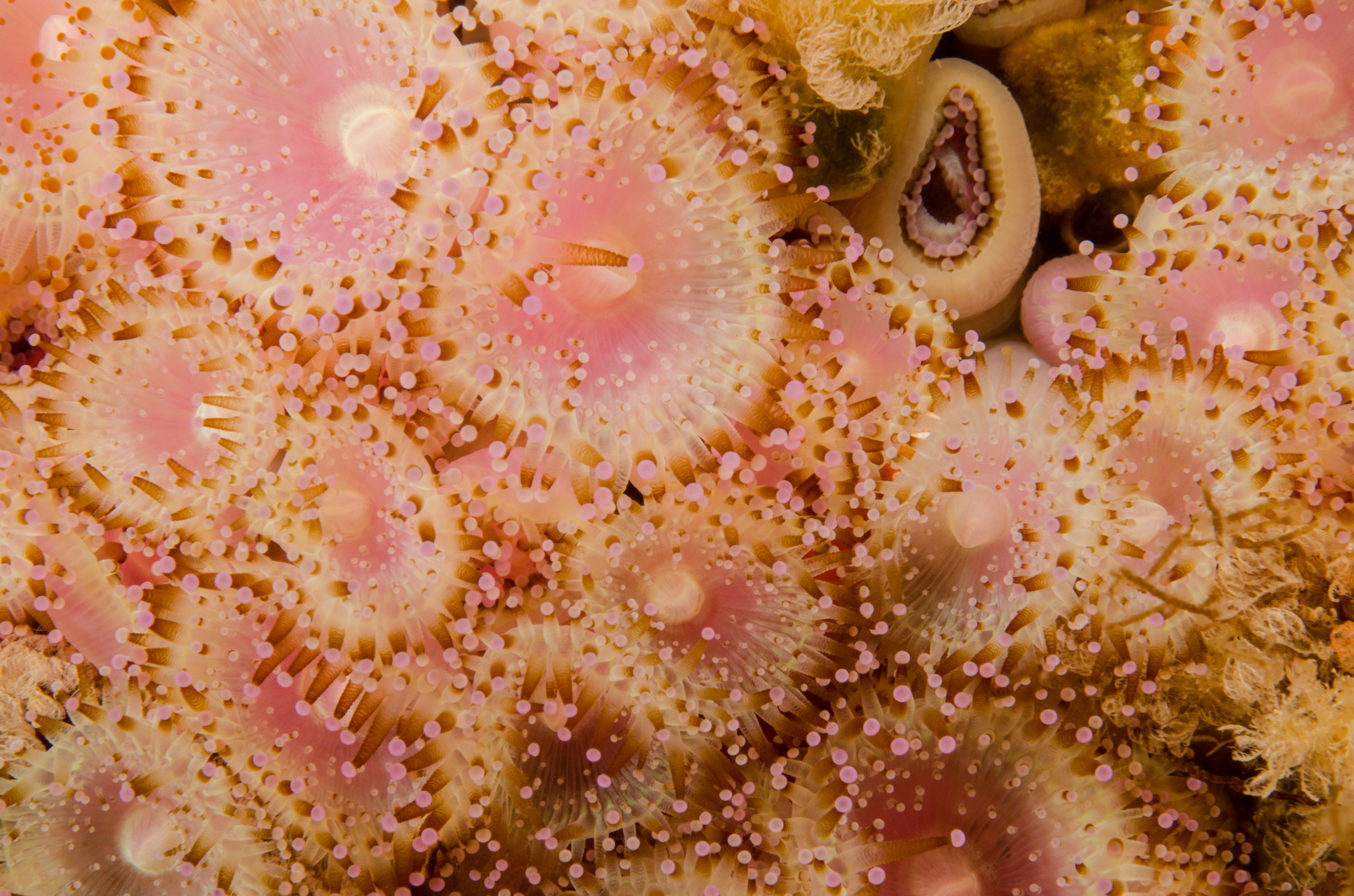 DSC_5244 – Anemone, Poor, Knights, Marine, Reserve, Jewel, Anemone, Corynactis, haddoni, Crispin, marine, new zealand, zealand, new, nz,