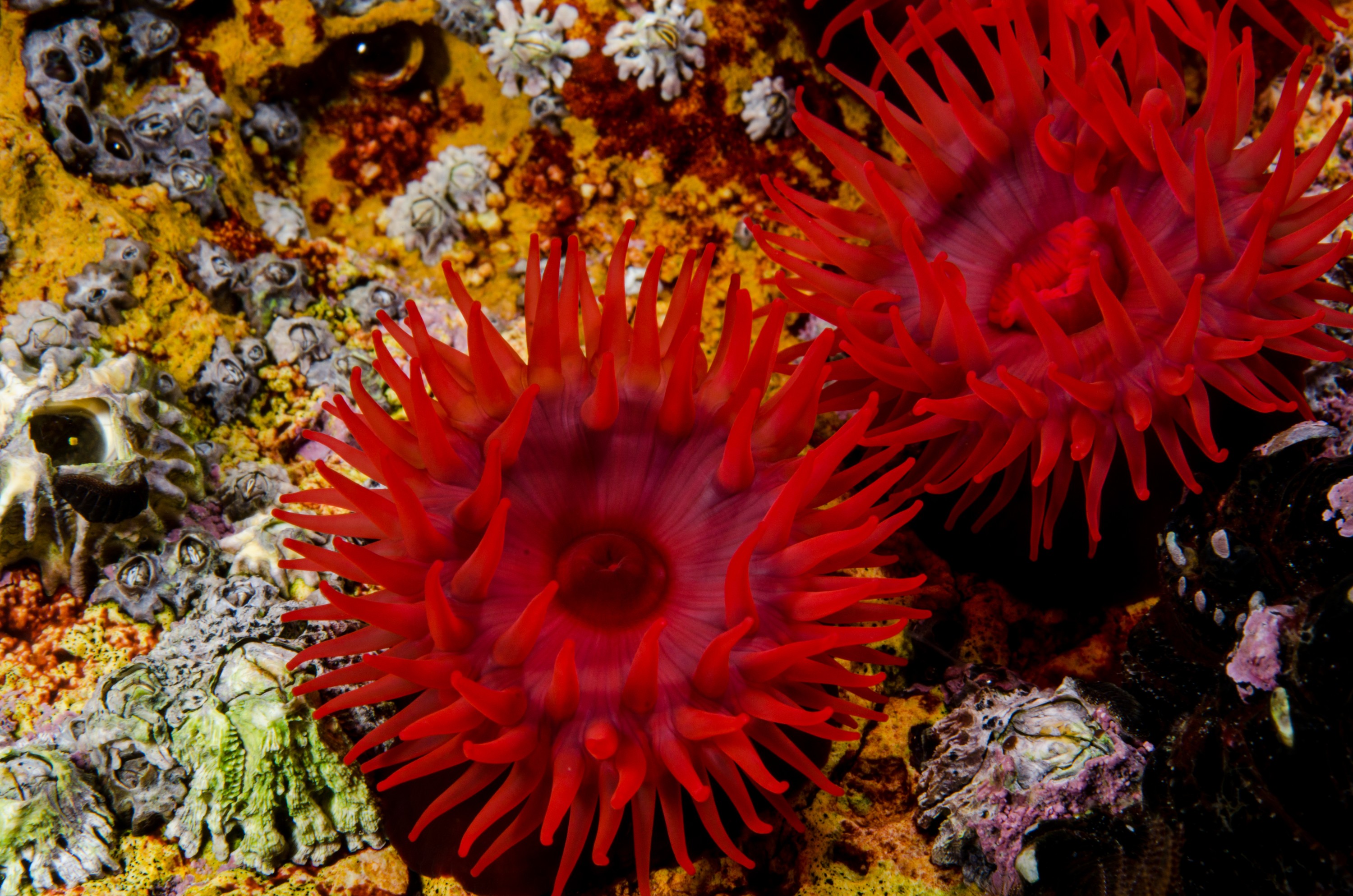 DSC_5250 – Anemone, Poor, Knights, Marine, Reserve, Waratah, anemone, Actinia, tenebrosa, Crispin, marine, new zealand, zealand, new, nz,