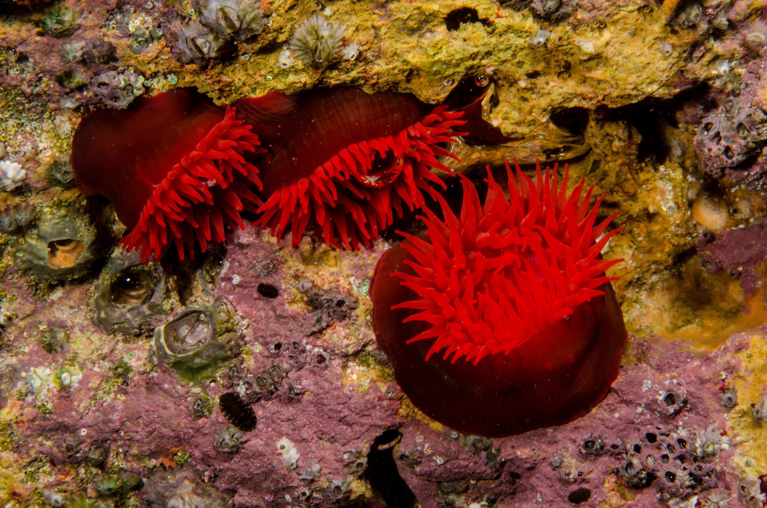 DSC_5253 – Anemone, Poor, Knights, Marine, Reserve, Waratah, anemone, Actinia, tenebrosa, Crispin, marine, new zealand, zealand, new, nz,