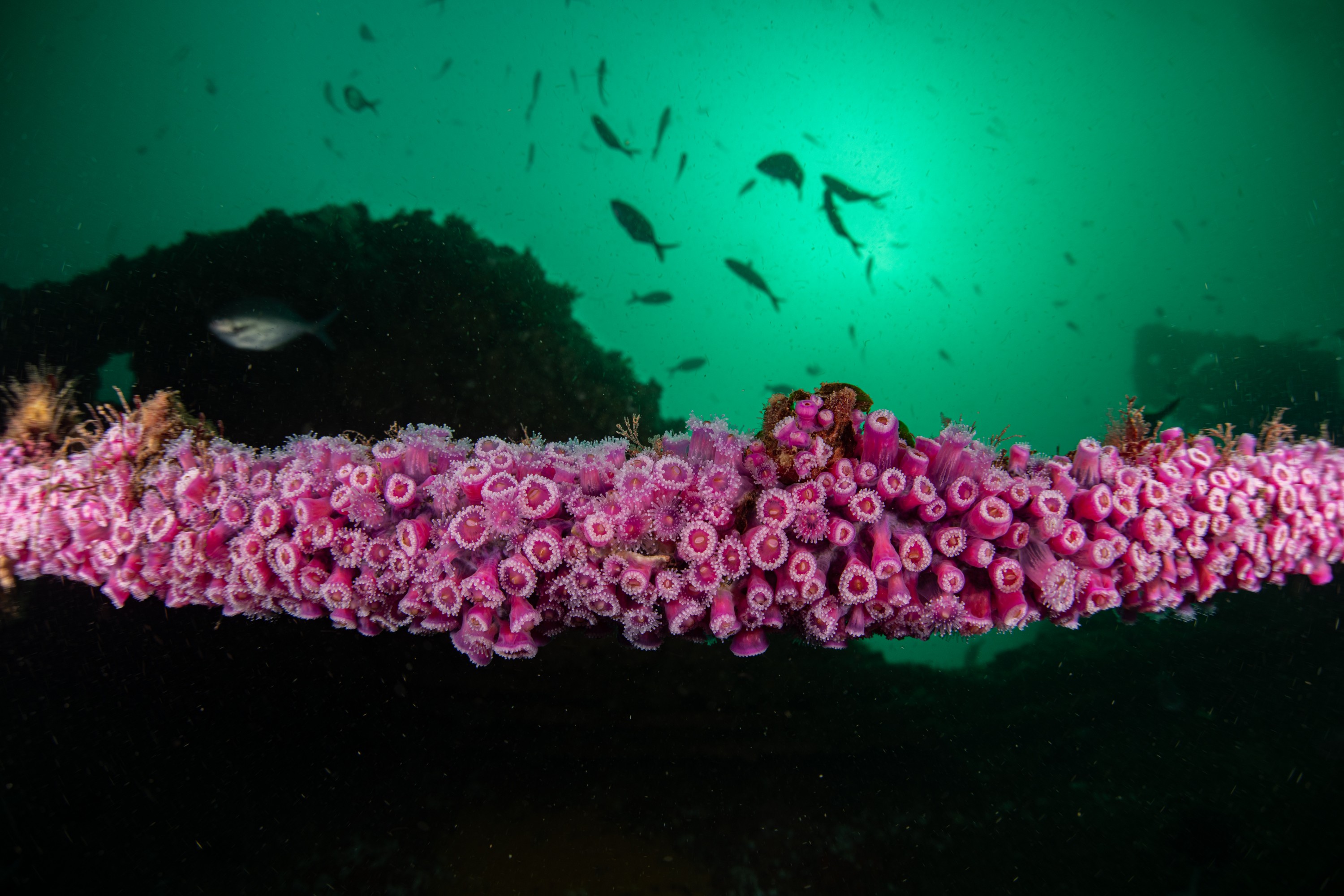 DSC_5802 – bayofislands, bay, of, islands, northland, crispin, seacology, seacologynz, cape brett, marine, reserves, reserve, Jewel, Anemone, Corynactis, viridis