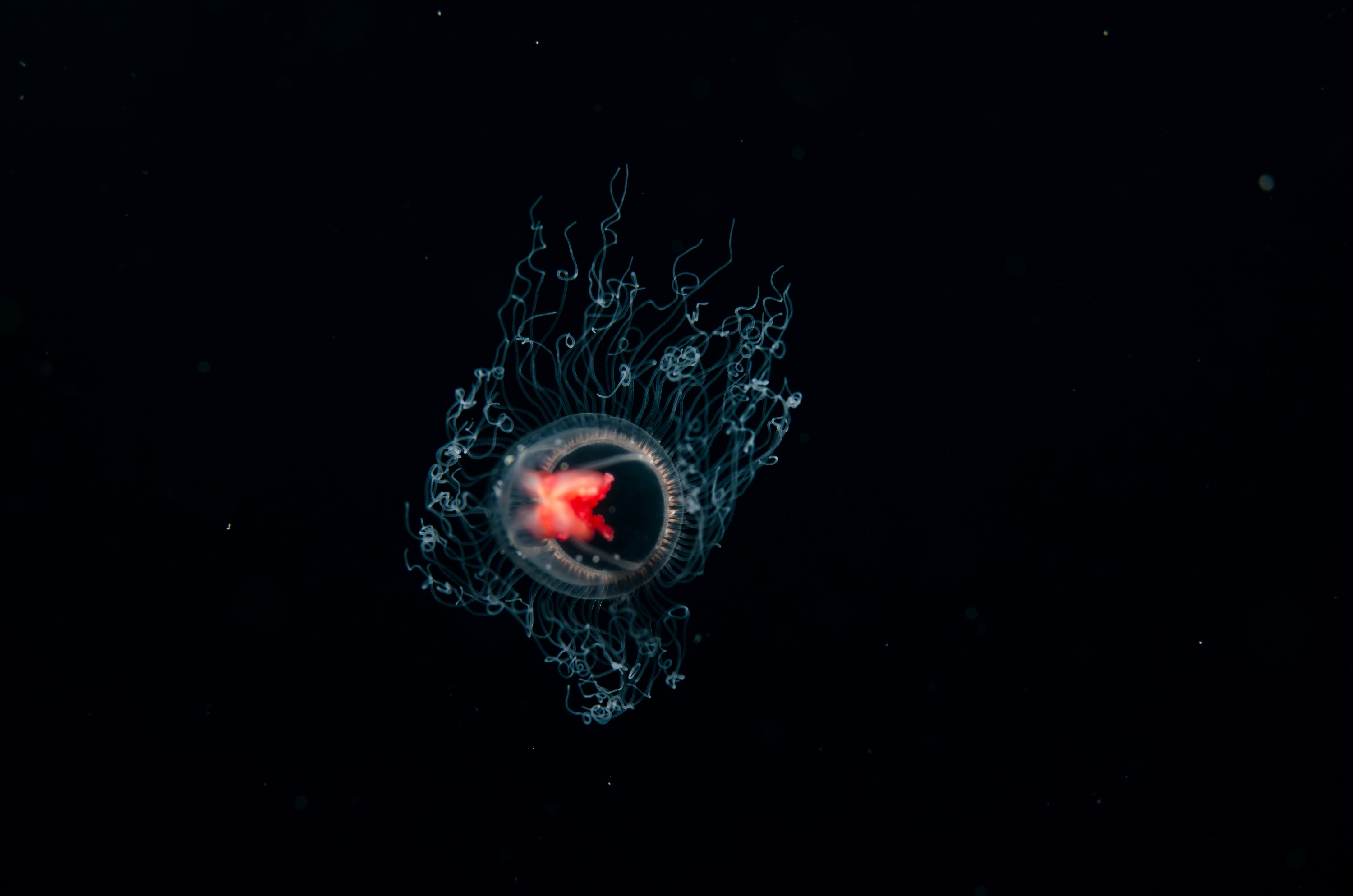 DSC_5835 – crispin, nz, new zealand, new, zealand, poor, knights, marine, reserve, underwater, Underwater, Turritopsis, unknown, jelly, sting, cnidaria, space, oceanidae, poor, knights, marine, reserve, Crispin, marine, new zealand, zealand, new, nz,