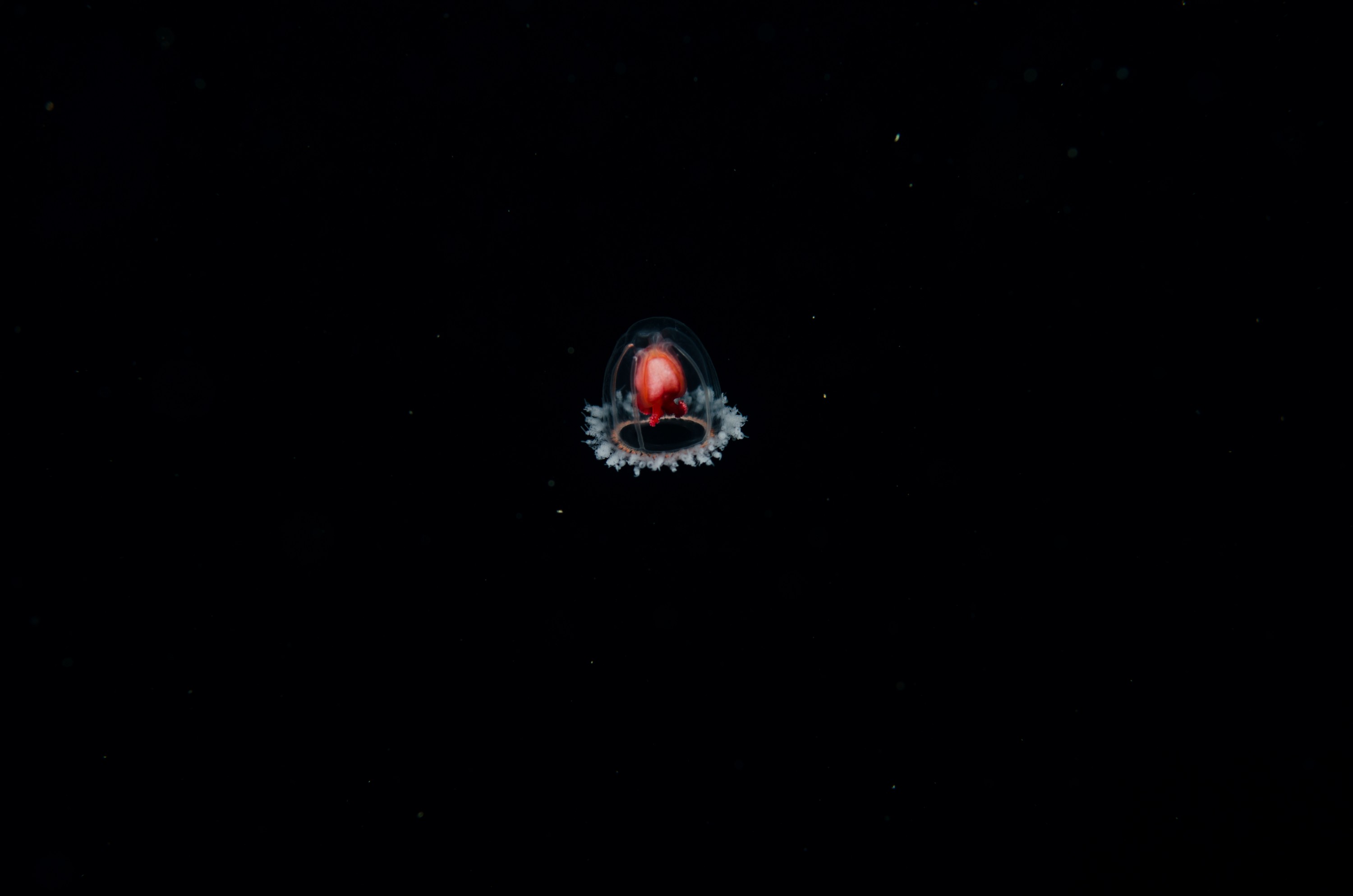 DSC_5849 – crispin, nz, new zealand, new, zealand, poor, knights, marine, reserve, underwater, Underwater, Turritopsis, unknown, jelly, sting, cnidaria, space, oceanidae, poor, knights, marine, reserve, Crispin, marine, new zealand, zealand, new, nz,