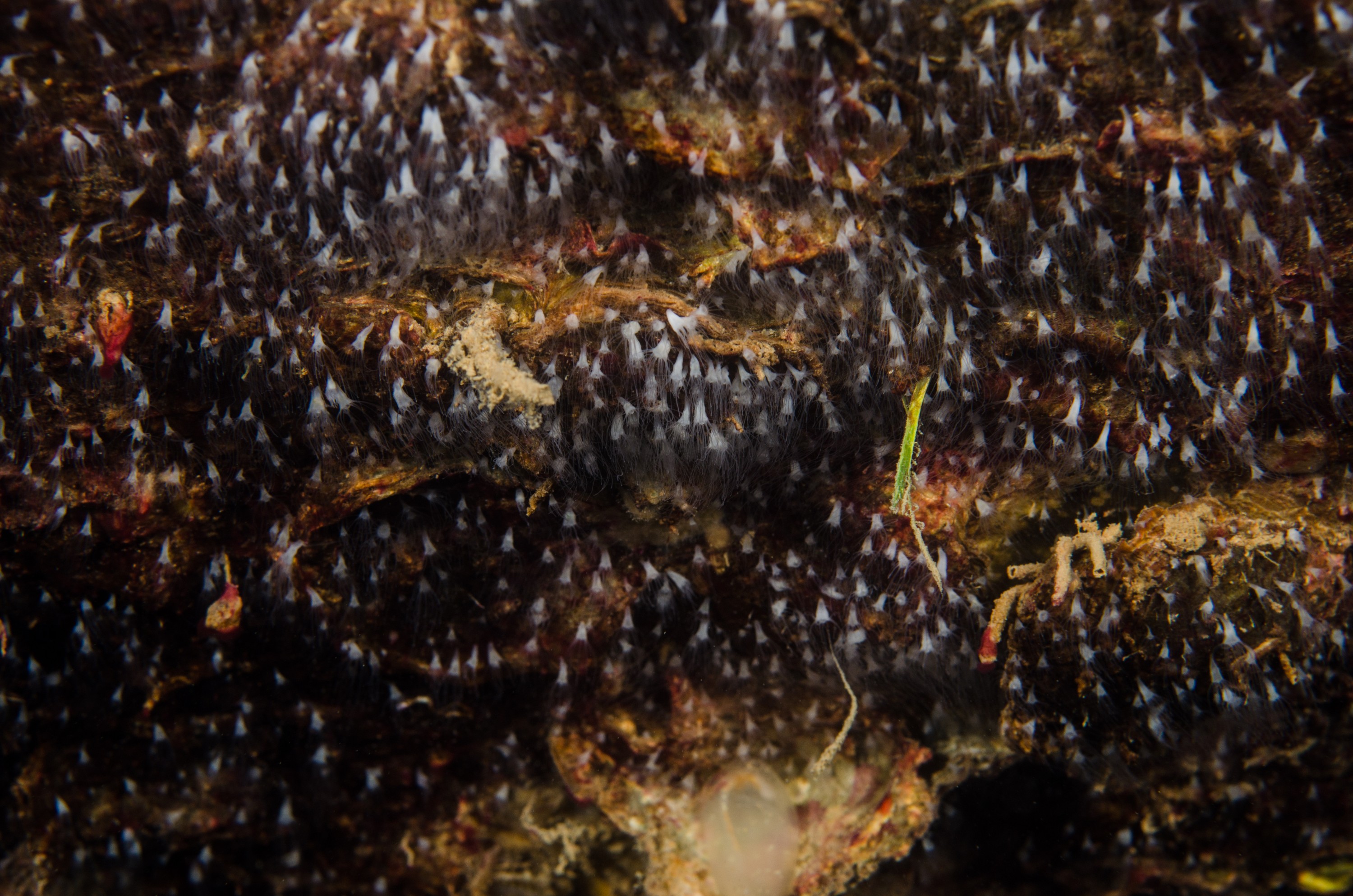 DSC_5888 – crispin, nz, new, zealand, new zealand, polyp, jelly, fish, jellyfish, moon, poor, knights, marine, reserve