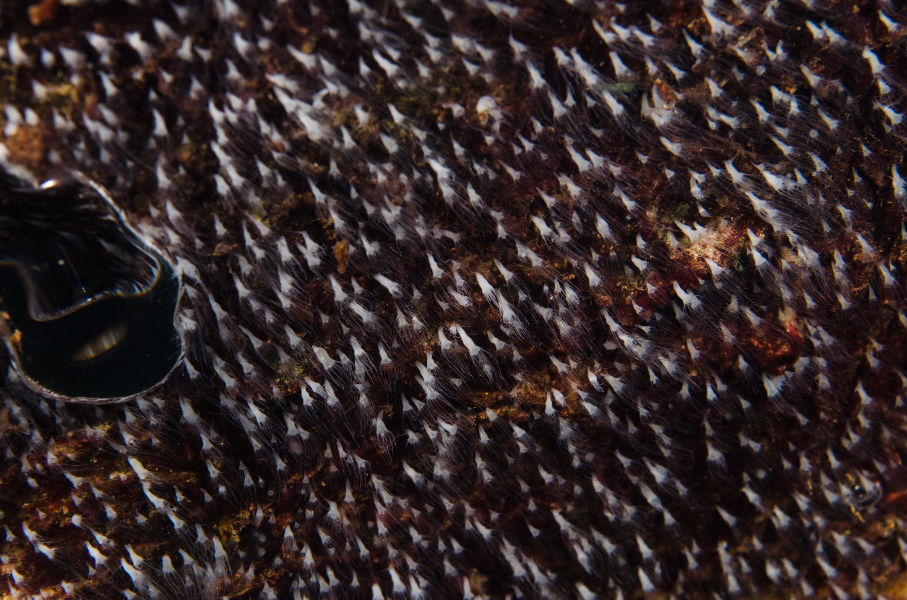 DSC_5891 – crispin, nz, new, zealand, new zealand, polyp, jelly, fish, jellyfish, moon, poor, knights, marine, reserve