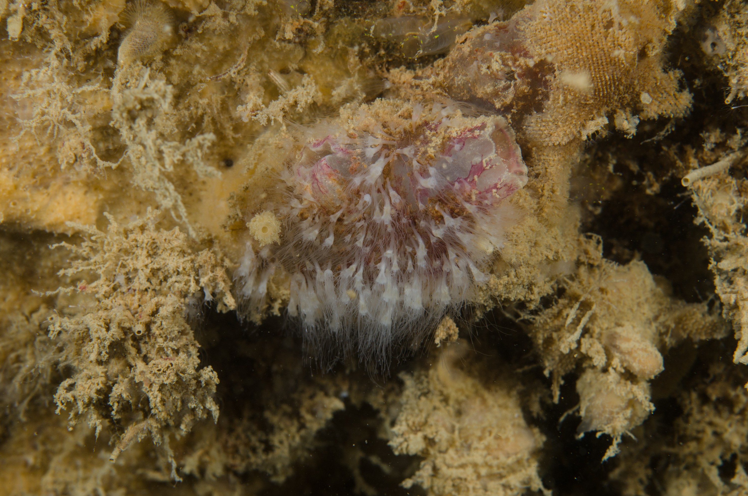 DSC_5967 – crispin, nz, new, zealand, new zealand, polyp, jelly, fish, jellyfish,