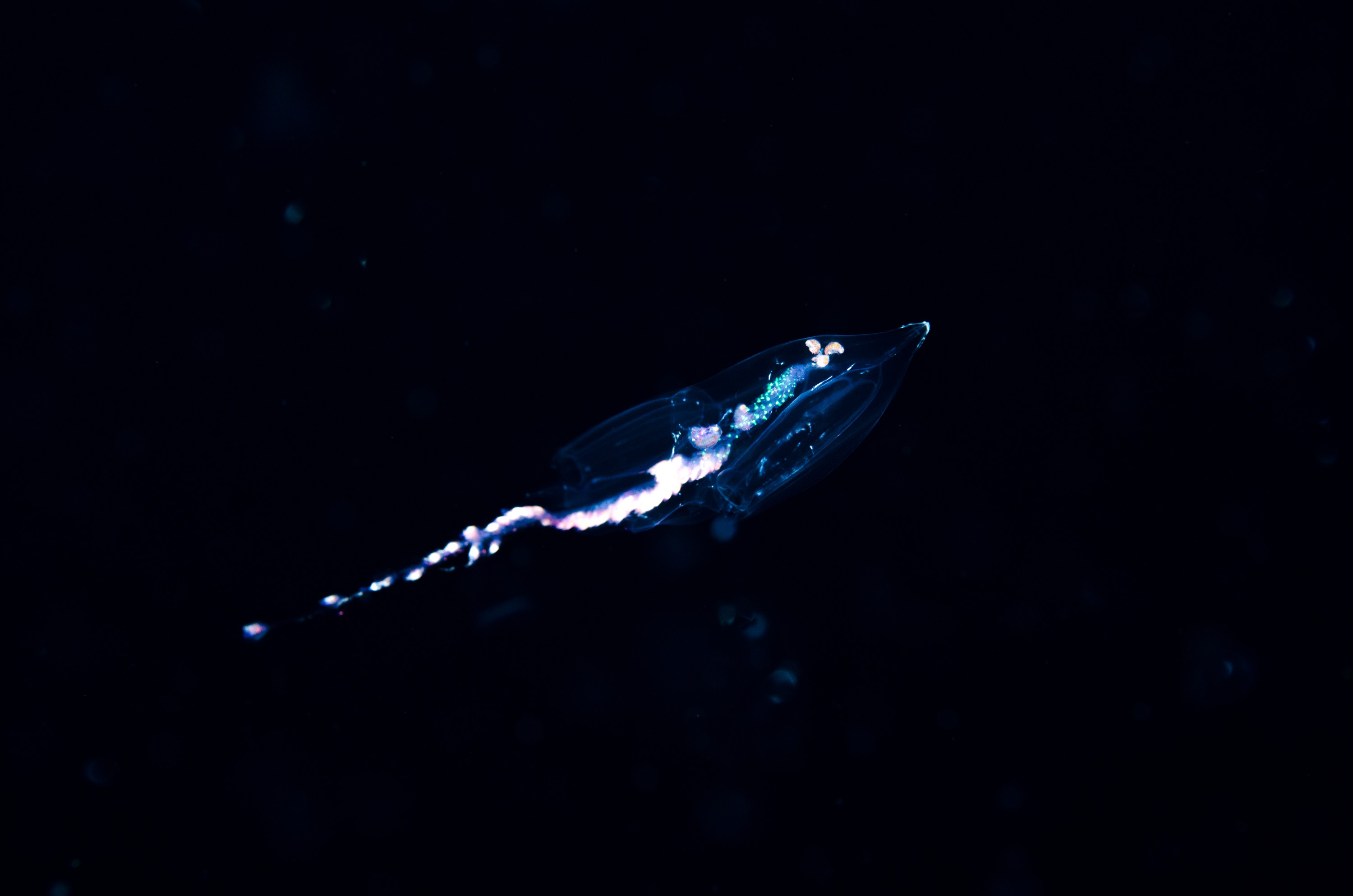 DSC_6160 – Cnidaria, Agalmatidae, unknown, poor, knights, marine, reserve, physonect, jelly, jellyfish, pelagic, Crispin, marine, new zealand, zealand, new, nz,