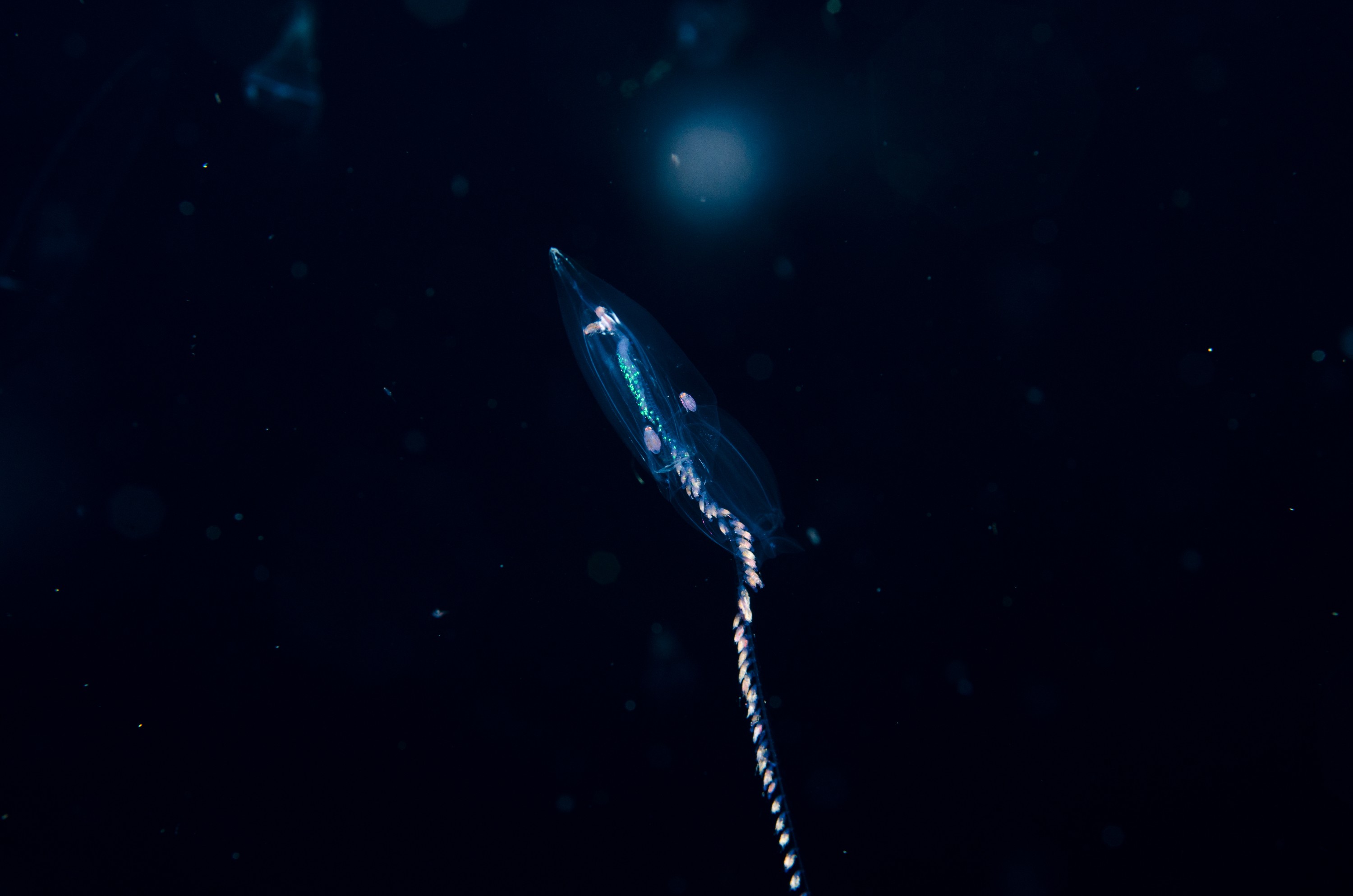 DSC_6167 – Cnidaria, Agalmatidae, unknown, poor, knights, marine, reserve, physonect, jelly, jellyfish, pelagic, Crispin, marine, new zealand, zealand, new, nz,