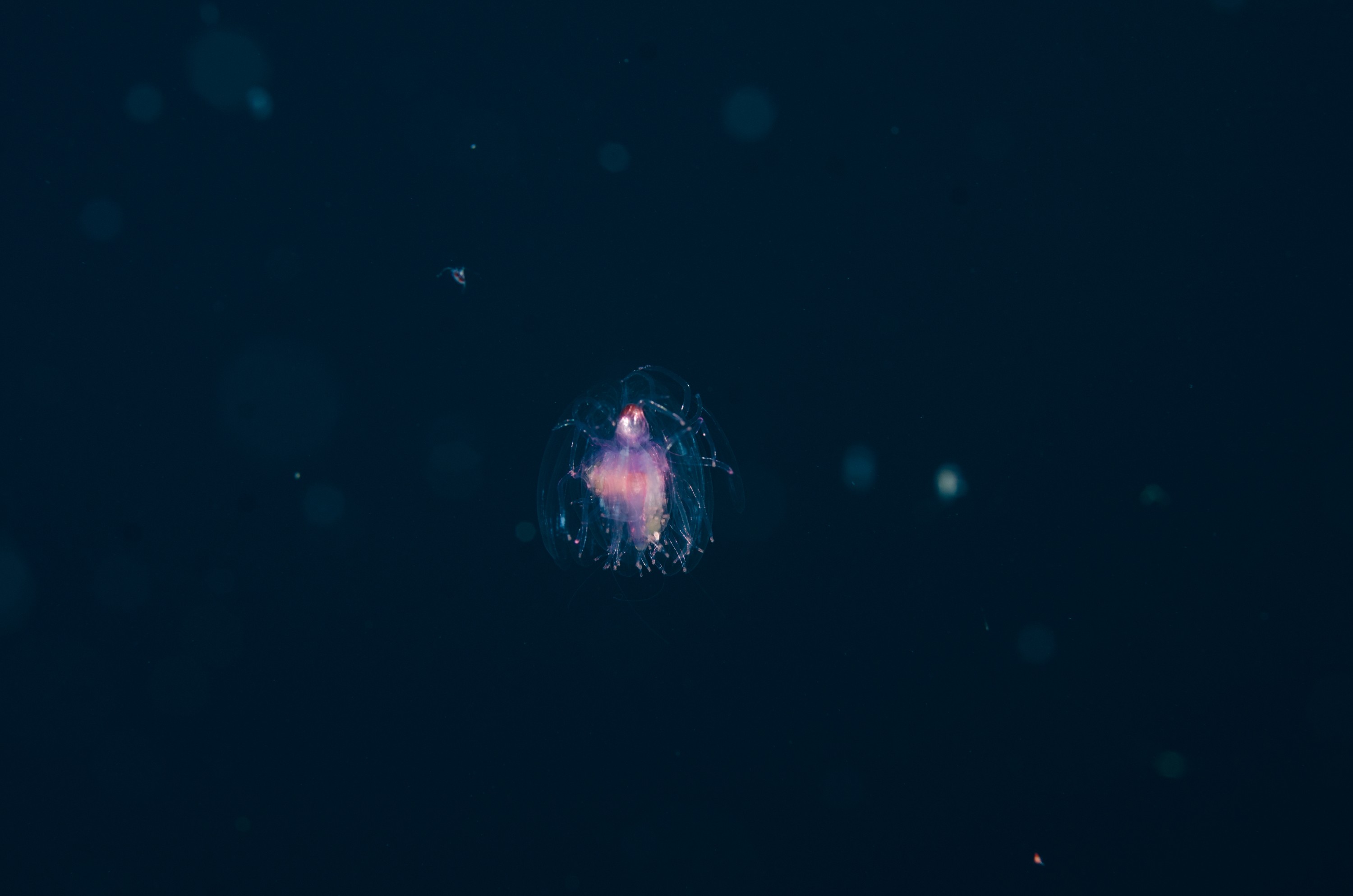 DSC_6180 – Underwater, Jelly, jellyfish, amphipod, feeding, unknown, poor, knights, marine, reserve, pelagic, Crispin, marine, new zealand, zealand, new, nz,
