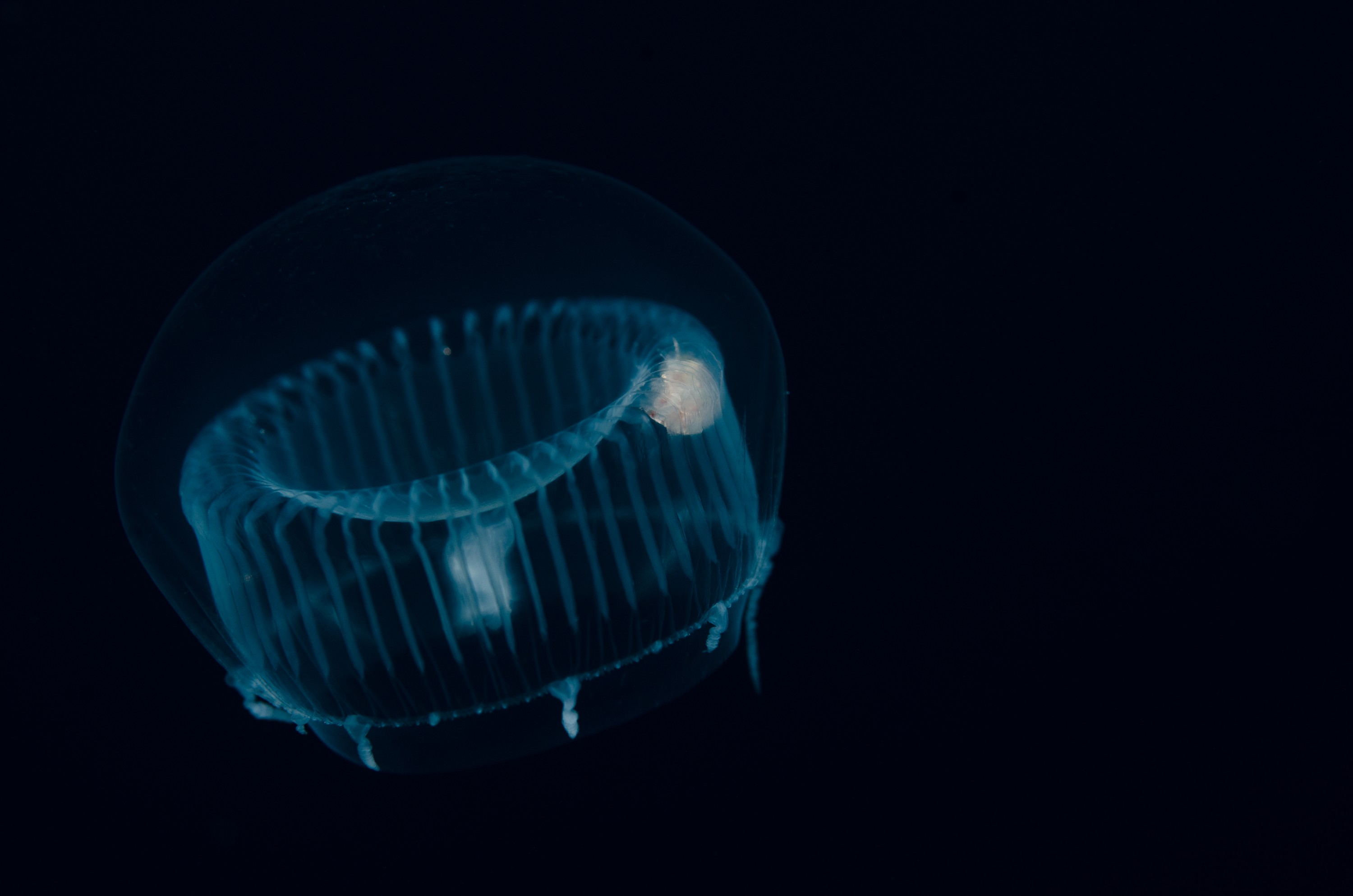 DSC_6201 – Underwater, Jelly, jellyfish, amphipod, feeding, unknown, poor, knights, marine, reserve, pelagic, Crispin, marine, new zealand, zealand, new, nz,