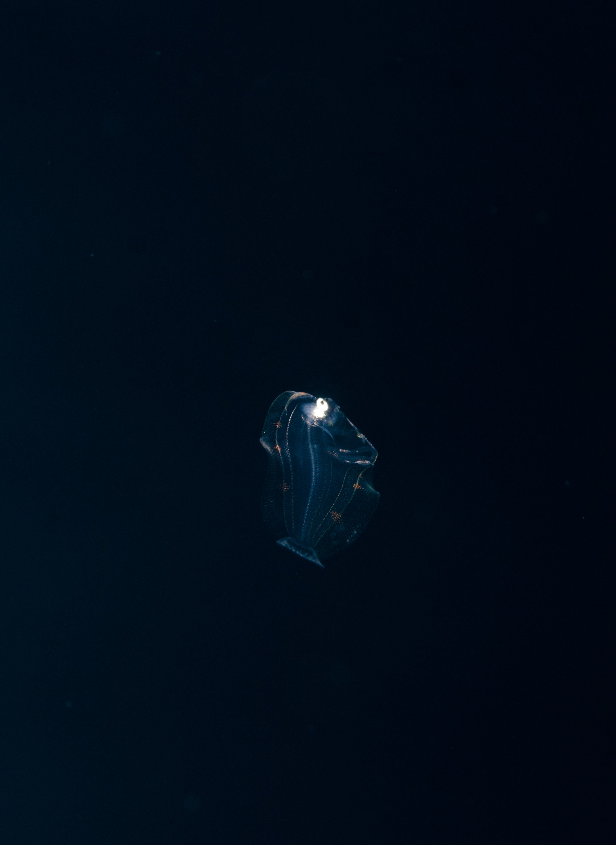 DSC_6223 – Underwater, Juvenile flat fish, unknown, poor, knights, marine, reserve, pelagic, Crispin, marine, new zealand, zealand, new, nz,