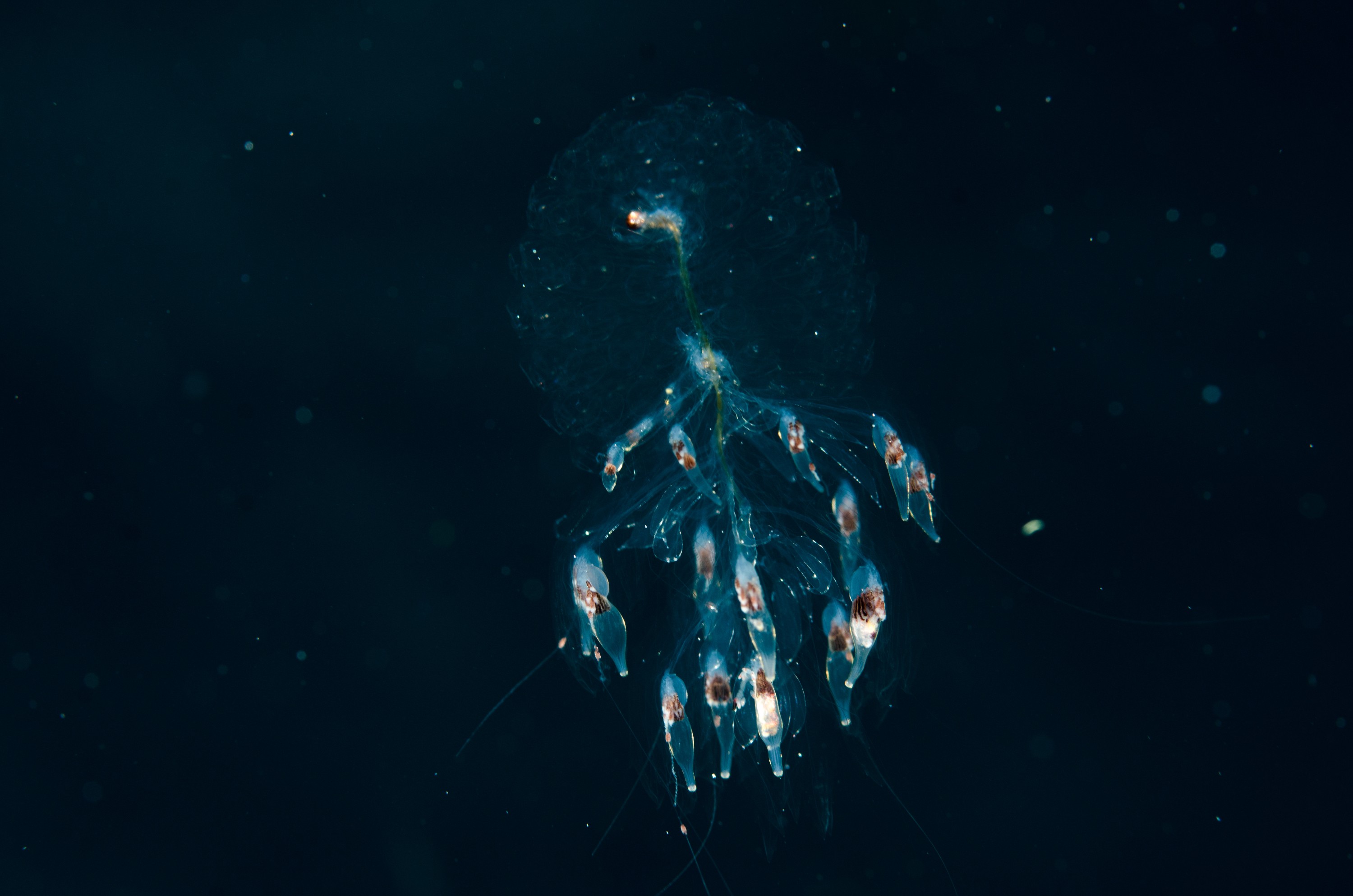 DSC_6235 – Cnidaria, Agalmatidae, unknown, poor, knights, marine, reserve, physonect, jelly, jellyfish, pelagic, Crispin, marine, new zealand, zealand, new, nz,