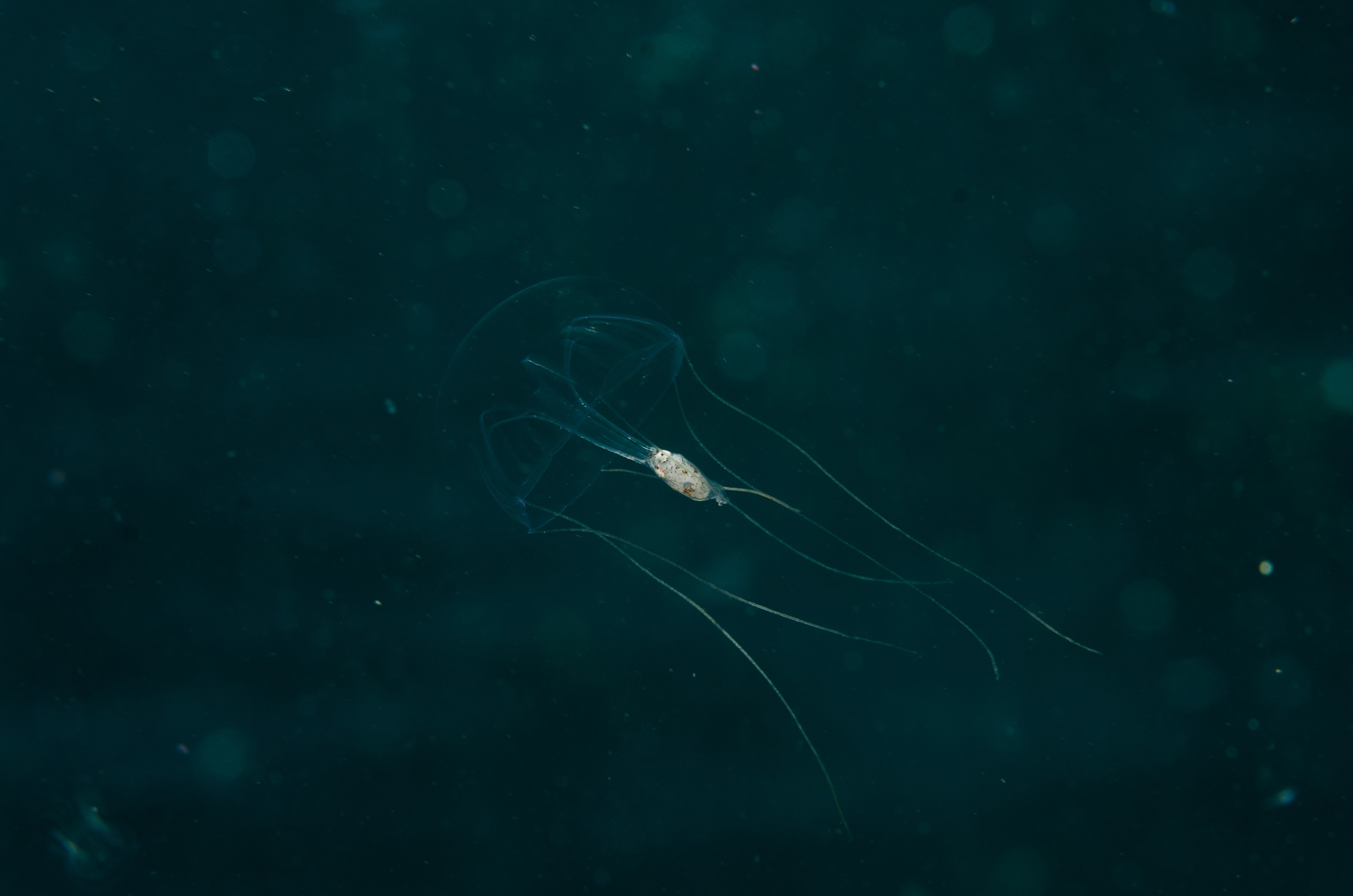 DSC_6300 – Underwater, Jelly, Unknown, pelagic, poor, knights, marine, reserve, Crispin, marine, new zealand, zealand, new, nz,