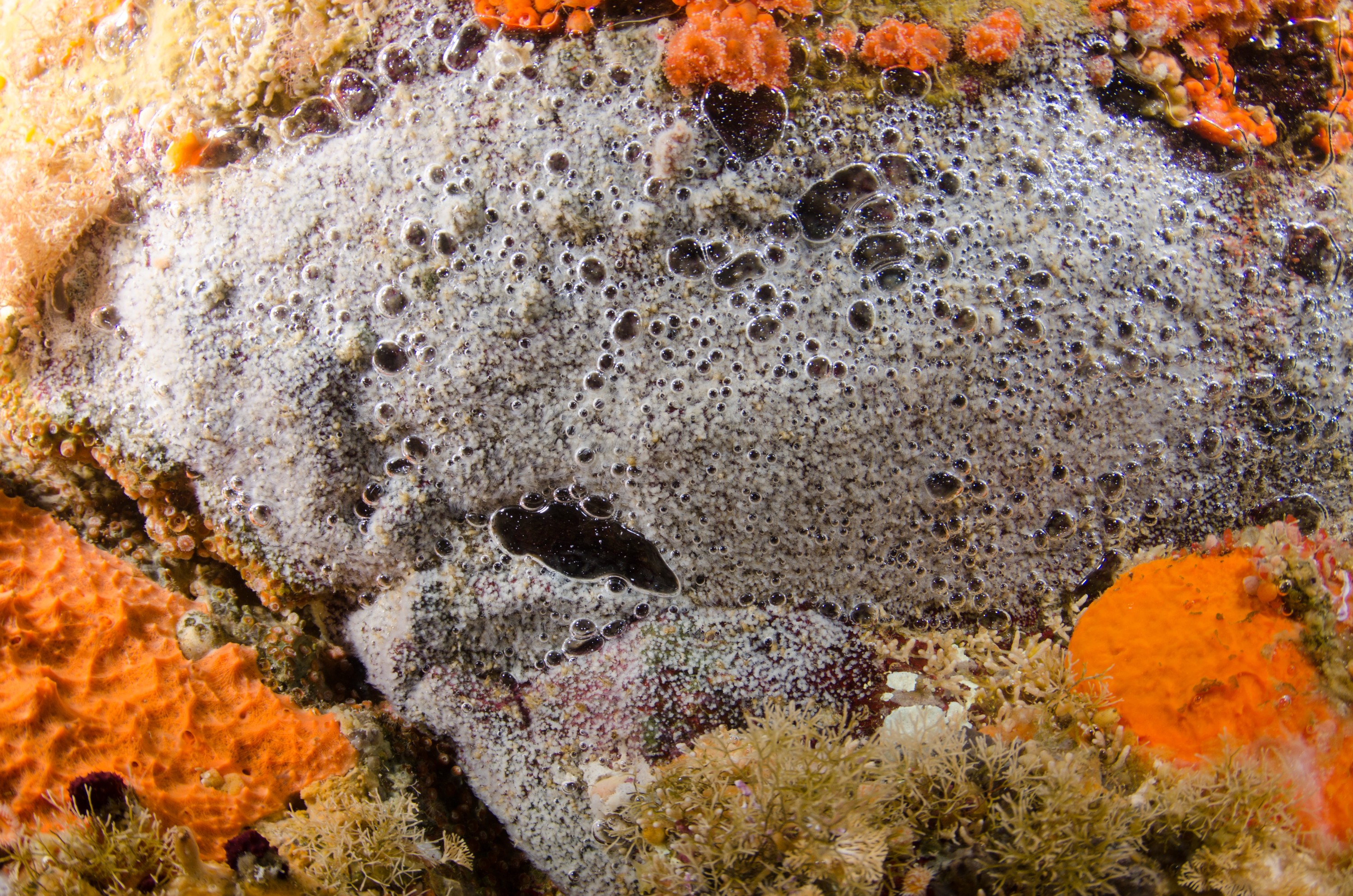 DSC_6572 – Underwater, Jellyfish, Polyps, jelly, fish, juvenile, poor, knights, marine, reserve, Crispin, marine, new zealand, zealand, new, nz,
