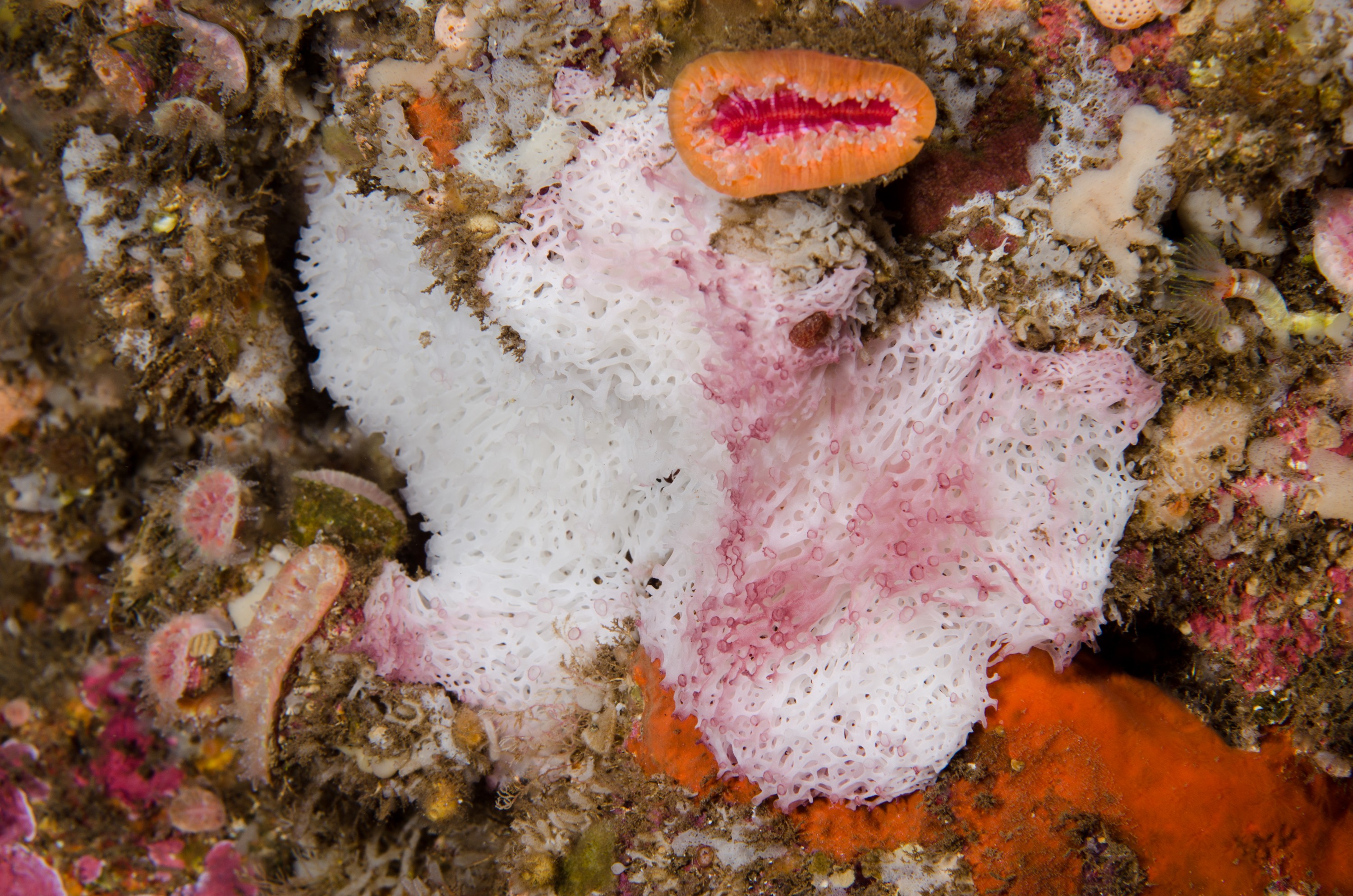 DSC_7012 – Underwater, Crispin, marine, new zealand, zealand, new, nz,