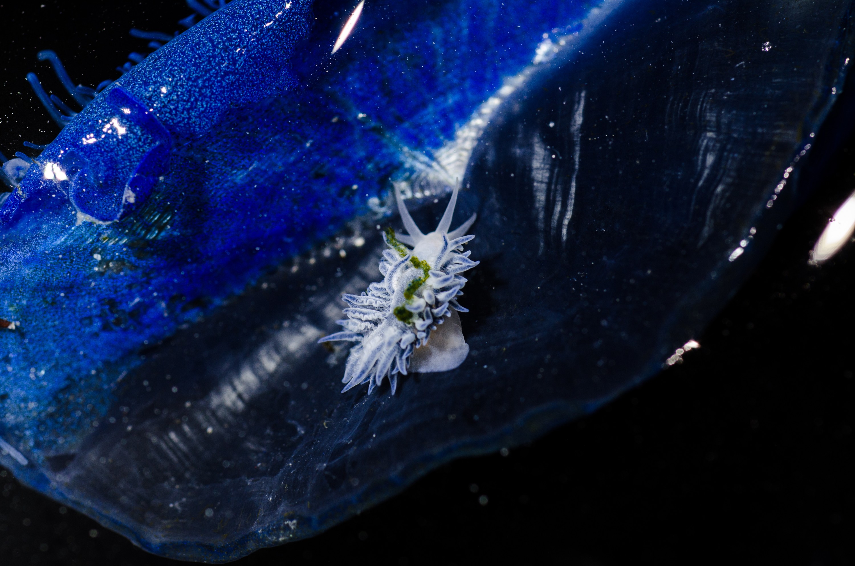 DSC_7248 – Underwater, By, the, wind, sailors, Velella, velella, Fiona, nudibranch, Fiona, pinnata, pelagic, seaslug, sea slug, blue, oceanic, rare, Crispin, marine, new zealand, zealand, new, nz,