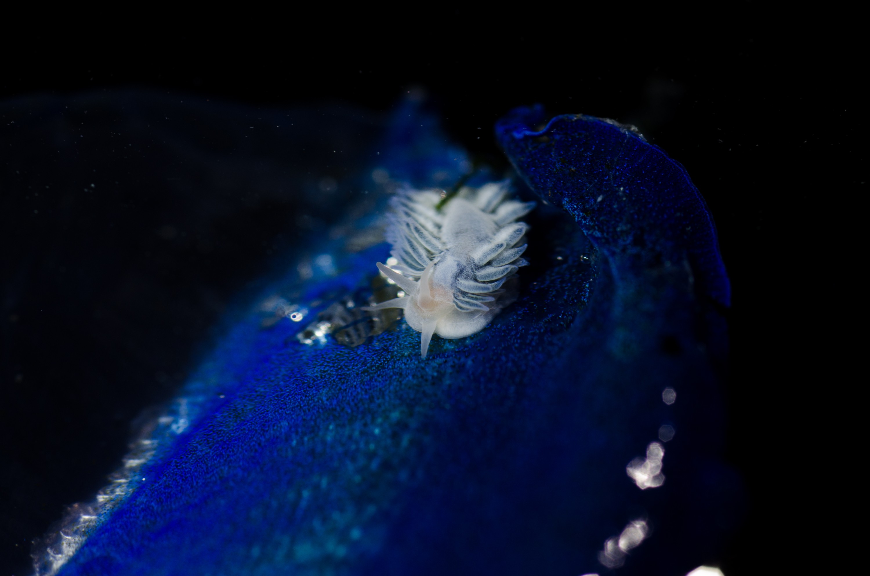 DSC_7285 – Underwater, By, the, wind, sailors, Velella, velella, Fiona, nudibranch, Fiona, pinnata, pelagic, seaslug, sea slug, blue, oceanic, rare, Crispin, marine, new zealand, zealand, new, nz,