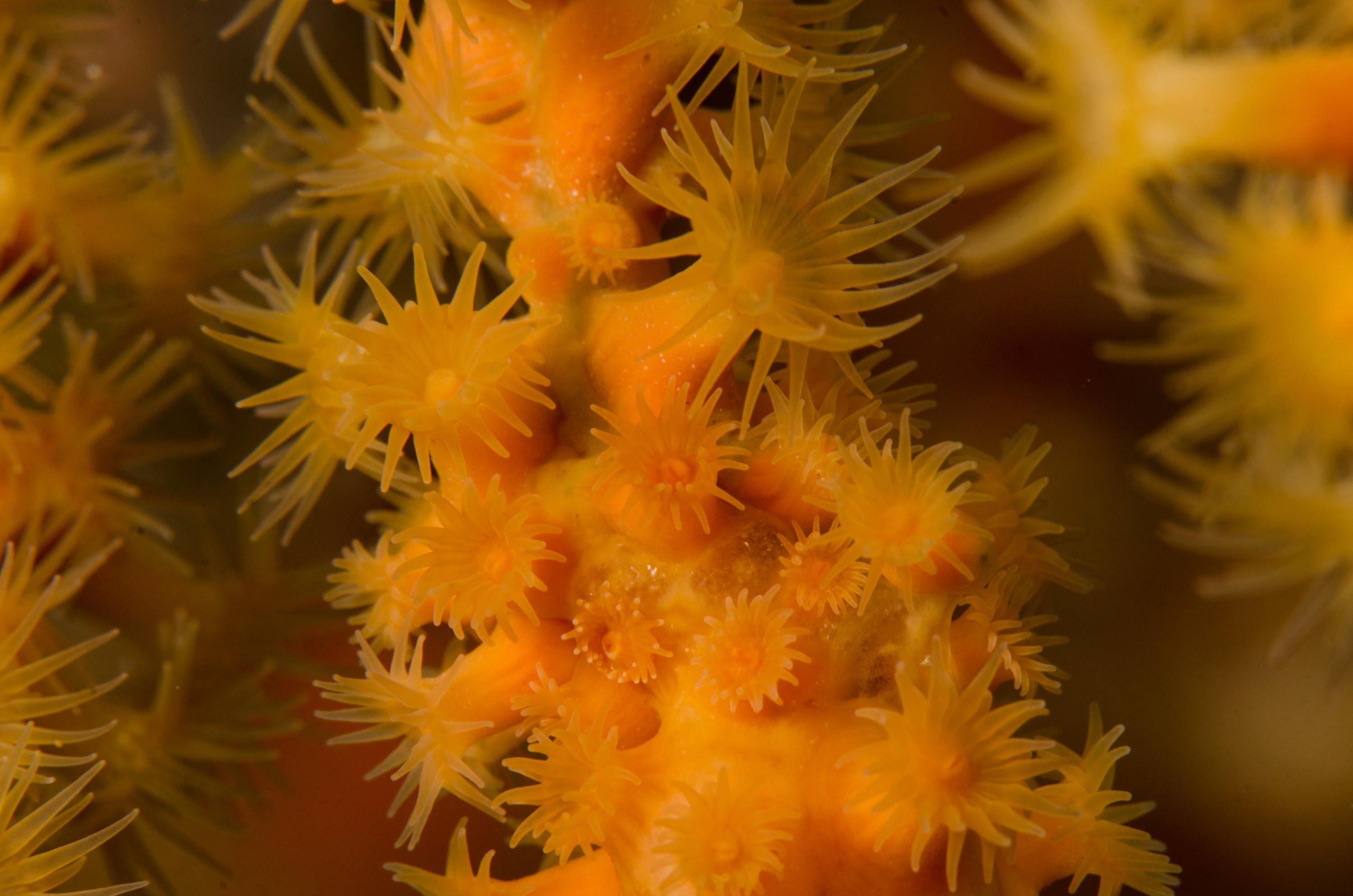 DSC_7918 – Gorgonian Fans, unknown, poor, knights, marine reserve, Crispin, marine, new zealand, zealand, new, nz,
