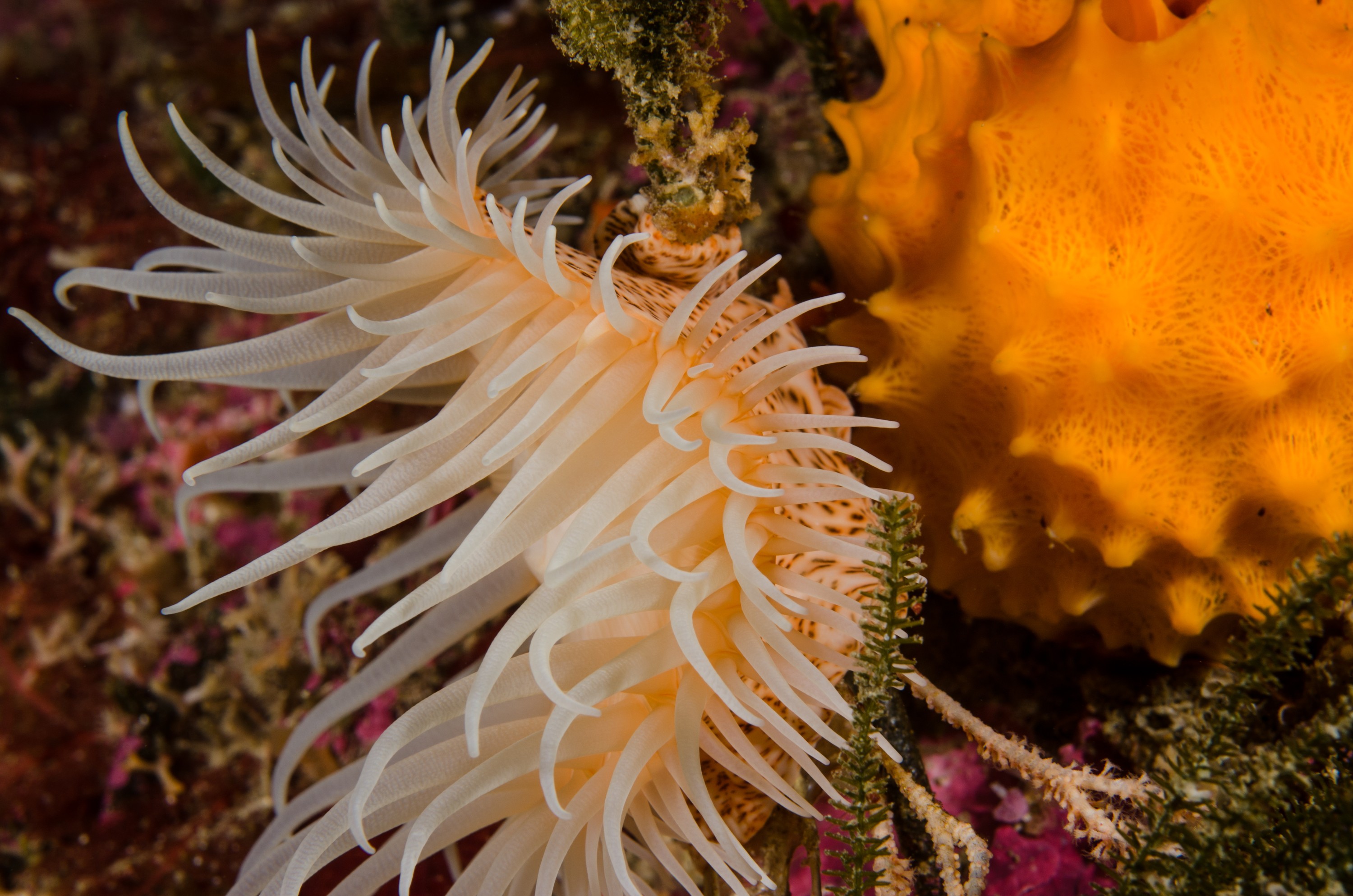 DSC_8232 – Underwater, Leopard, Anemone, Antipatharia, Poor, Knights, Marine, Reserve, Crispin, marine, new zealand, zealand, new, nz,