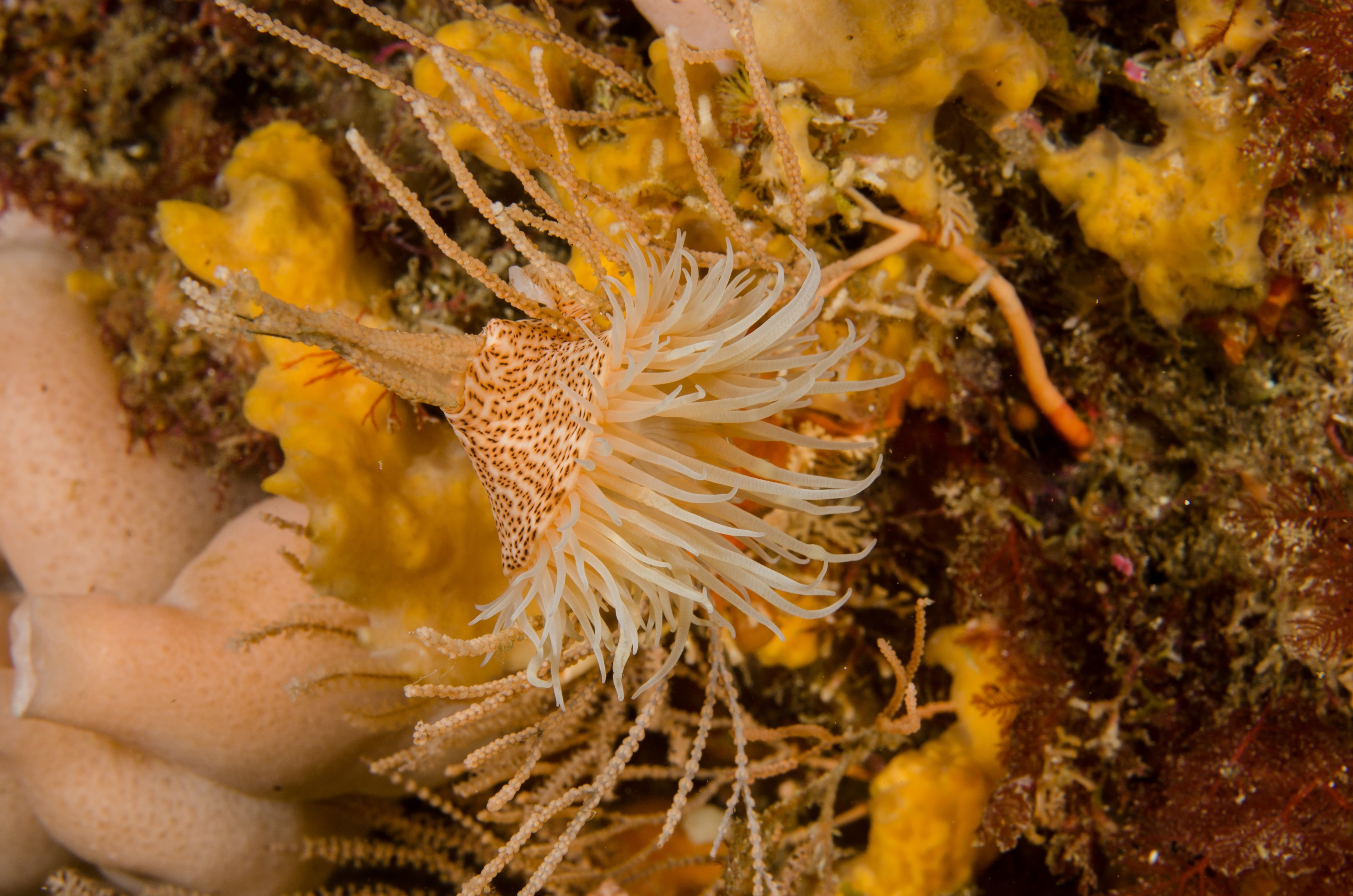 DSC_8235 – Underwater, Leopard, Anemone, Antipatharia, Poor, Knights, Marine, Reserve, Crispin, marine, new zealand, zealand, new, nz,