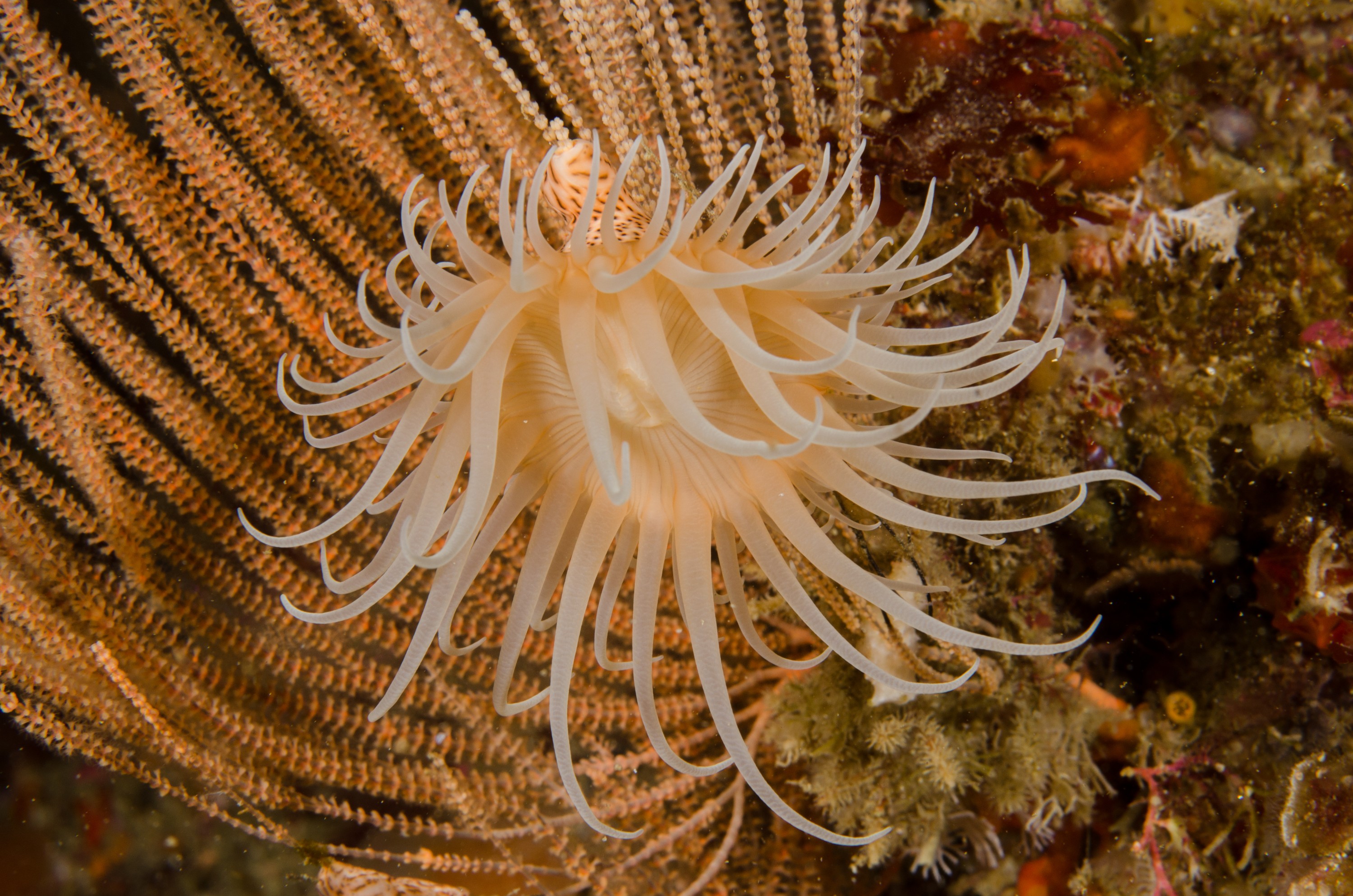 DSC_8236 – Underwater, Leopard, Anemone, Antipatharia, Poor, Knights, Marine, Reserve, Crispin, marine, new zealand, zealand, new, nz,