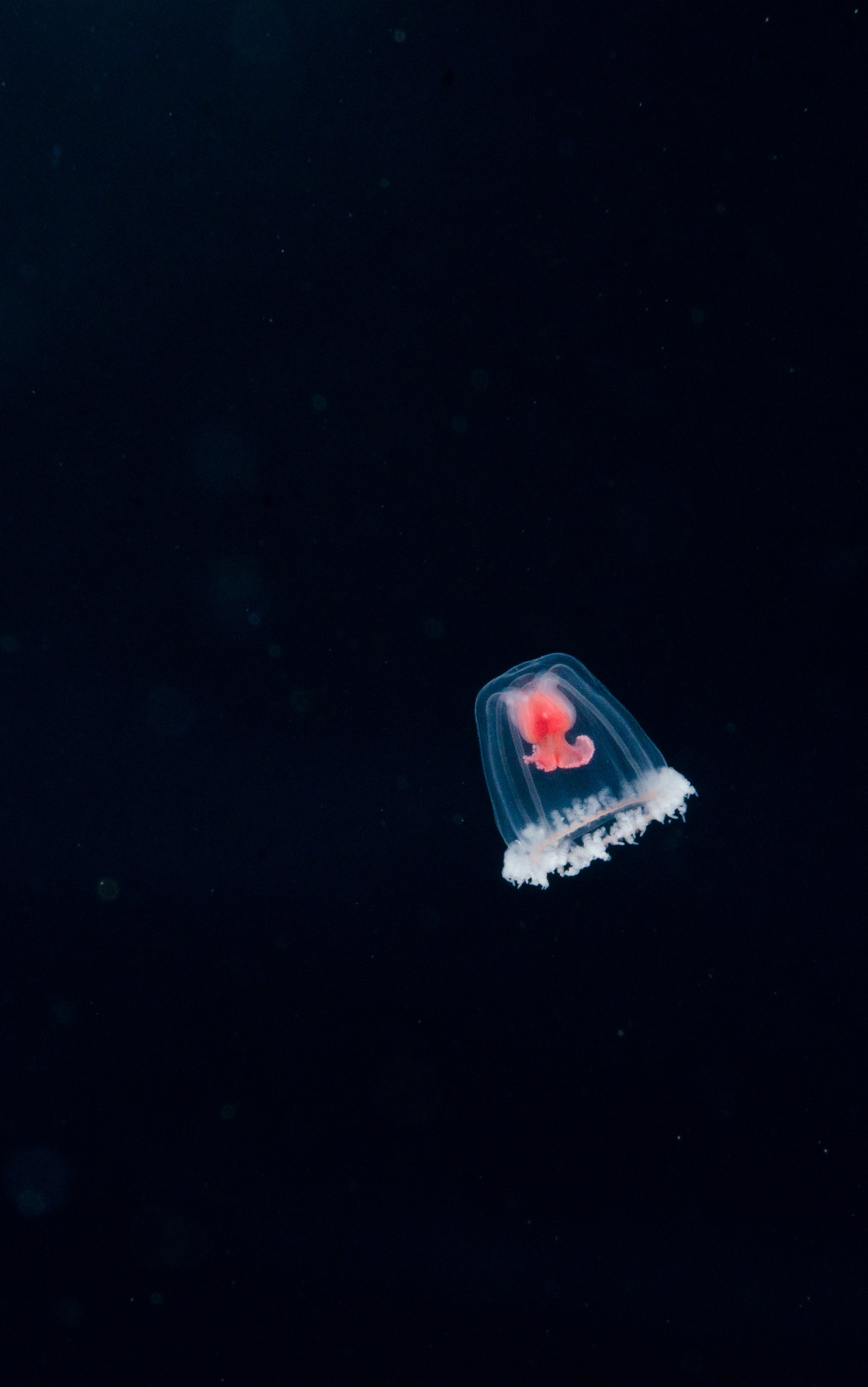DSC_8270 – Underwater, Turritopsis, unknown, jelly, sting, cnidaria, space, oceanidae, poor, knights, marine, reserve, Crispin, marine, new zealand, zealand, new, nz,
