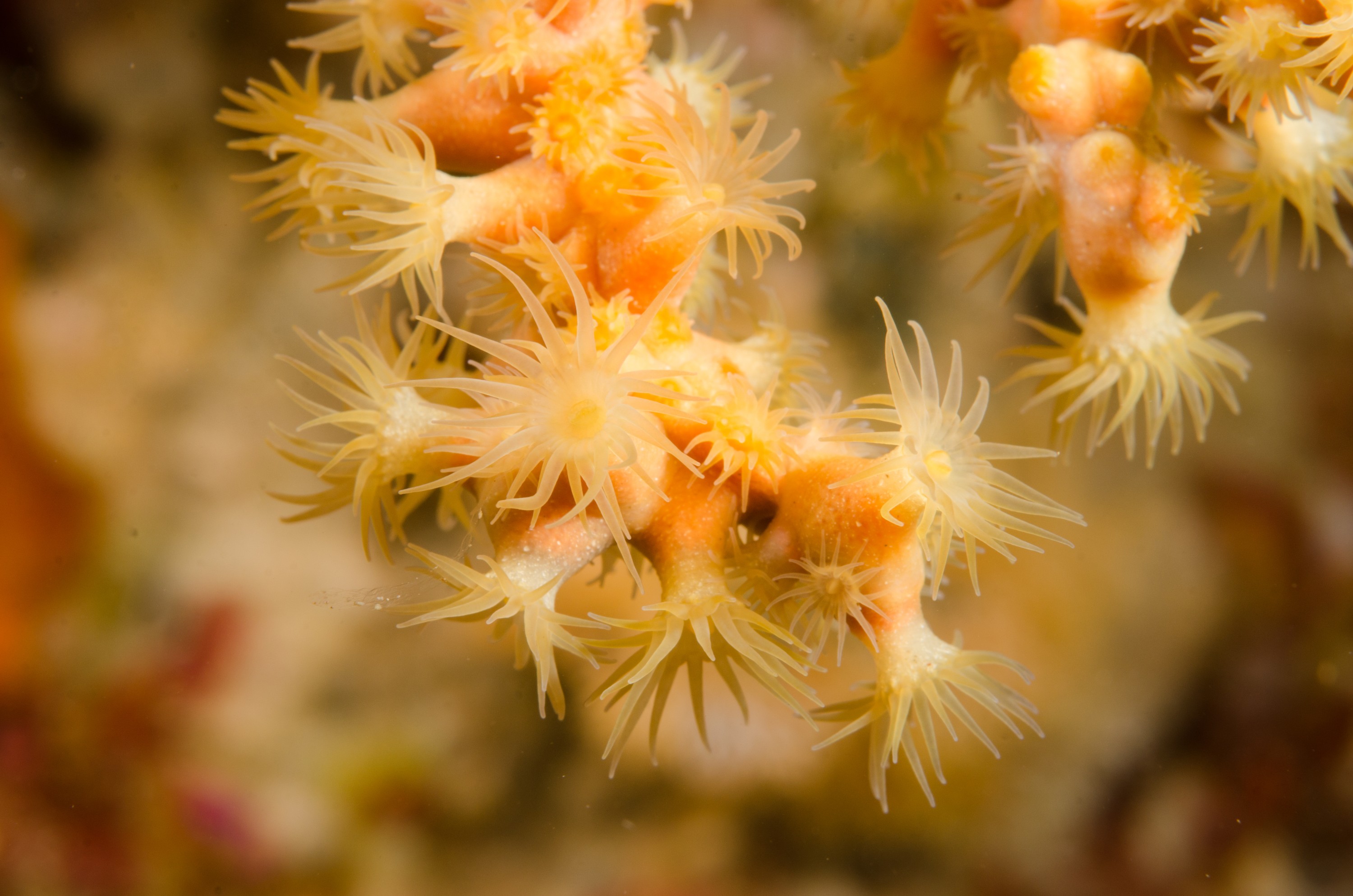 DSC_8338 – Underwater, Gorgonian Fans, unknown, poor, knights, marine reserve, Crispin, marine, new zealand, zealand, new, nz,