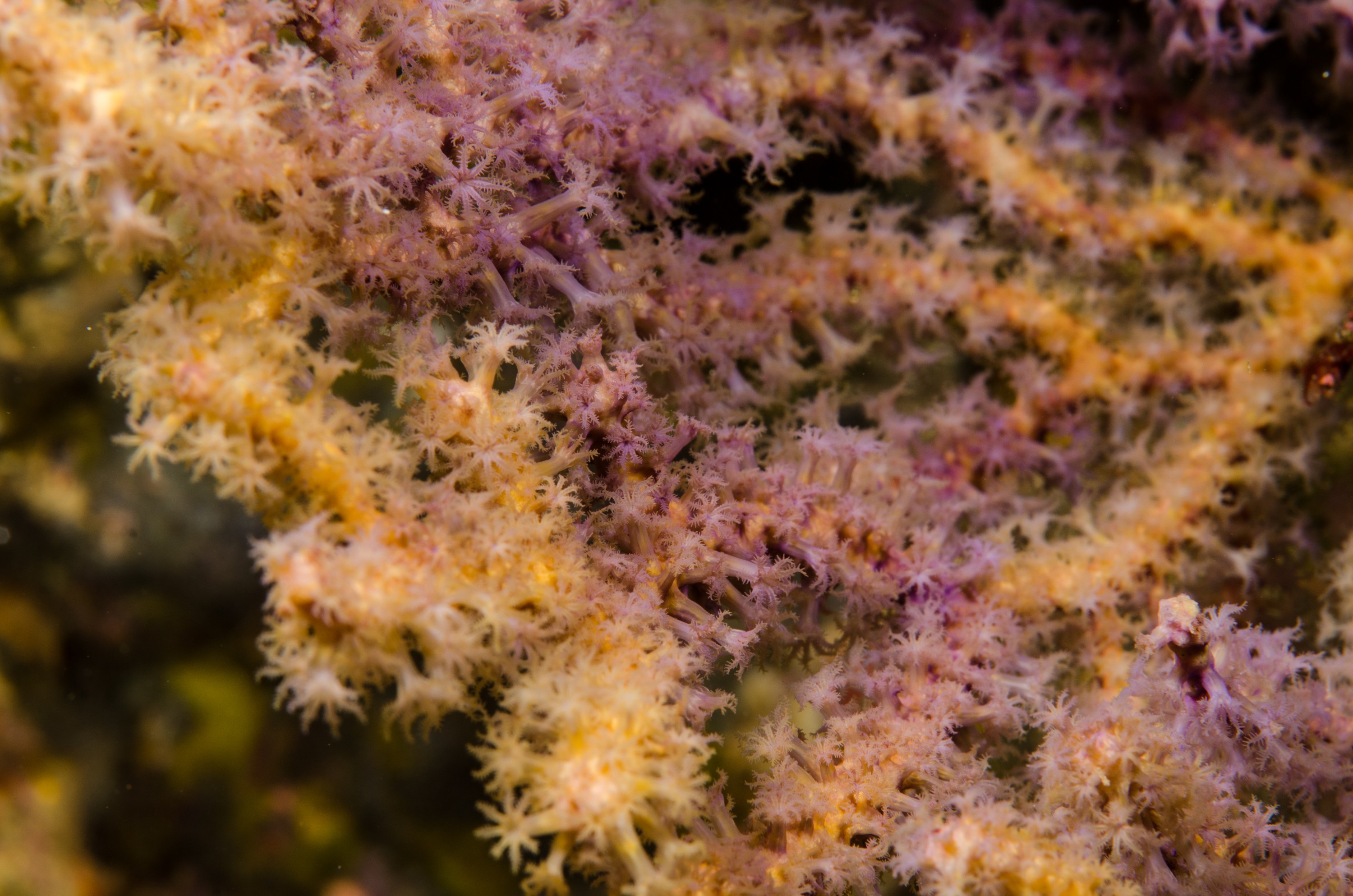 DSC_8433 – Gorgonian Fans, unknown, poor, knights, marine reserve, Crispin, marine, new zealand, zealand, new, nz,
