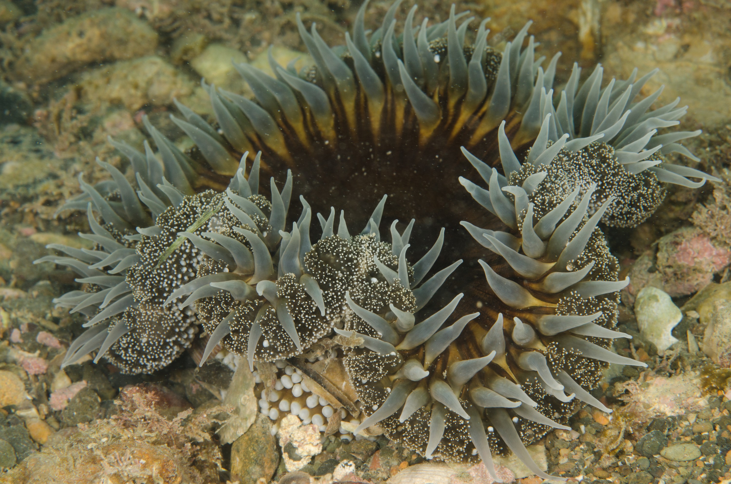 DSC_9029 – Underwater, Ngunguru, Estuary, Sand, Dahlia, Anemone, Isocradactis, magna, big, fire, purple, Crispin, marine, new zealand, zealand, new, nz,