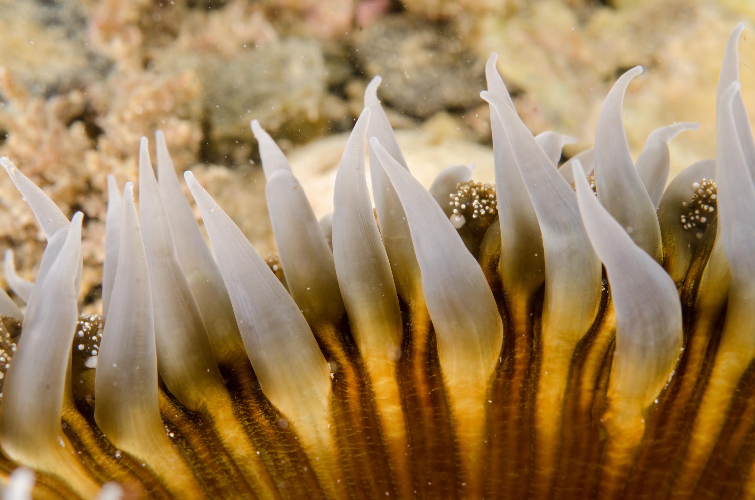 DSC_9034 – Underwater, Ngunguru, Estuary, Sand, Dahlia, Anemone, Isocradactis, magna, big, fire purple, Crispin, marine, new zealand, zealand, new, nz,