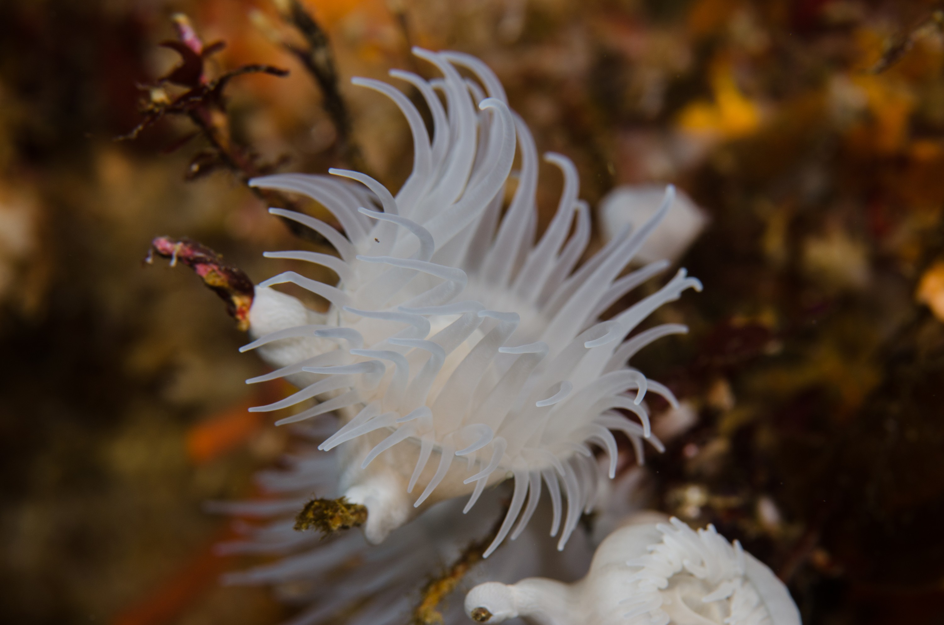 DSC_9051 – Underwater, Leopard, Anemone, Antipatharia, Poor, Knights, Marine, Reserve, Crispin, marine, new zealand, zealand, new, nz,