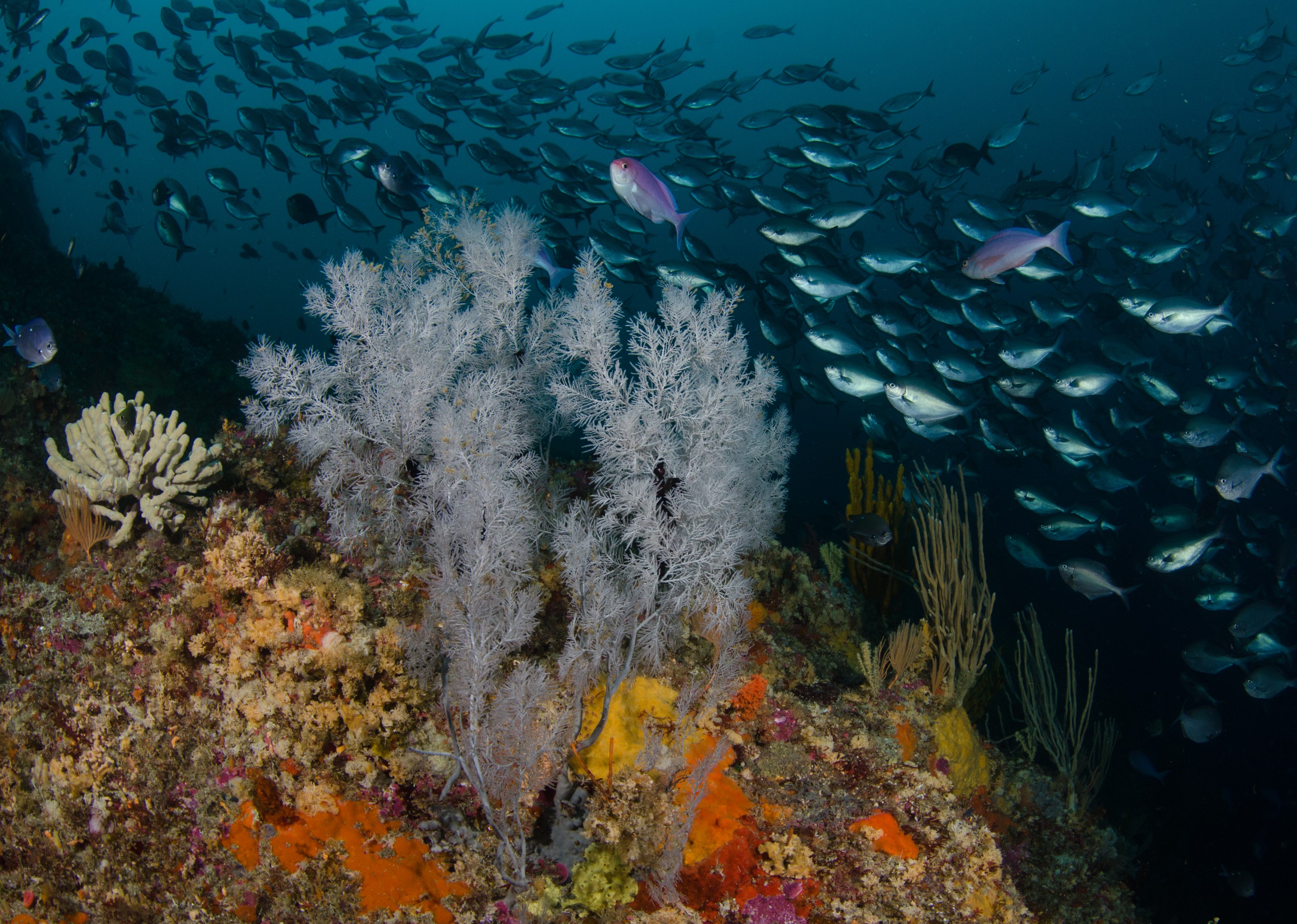 DSC_9137 – Antipatharia, black, coral, crispin, deep, knights, marine, new, nz, poor, reserve, zealand