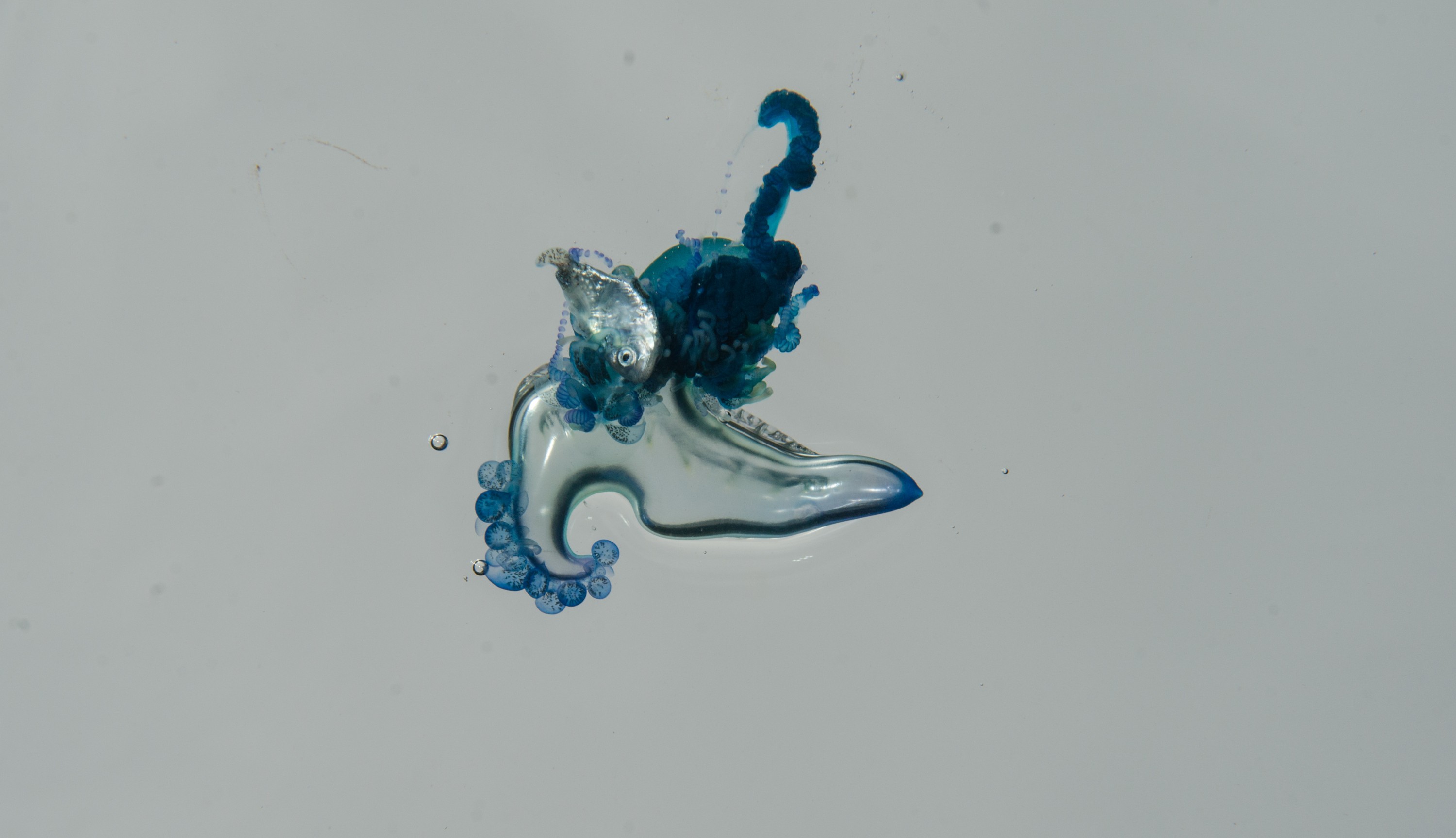 DSC_9215 – Underwater, Physalia, physalis, Portuguese, man, o', war, o, blue, bottle, sting, pelagic, float, sail, blue, cnidarian, Physaliida, venomous, painful, kill, Poor, Knights, Marine, Reserve, Nursery, Cove, Crispin, marine, new zealand, zealand, new, nz,