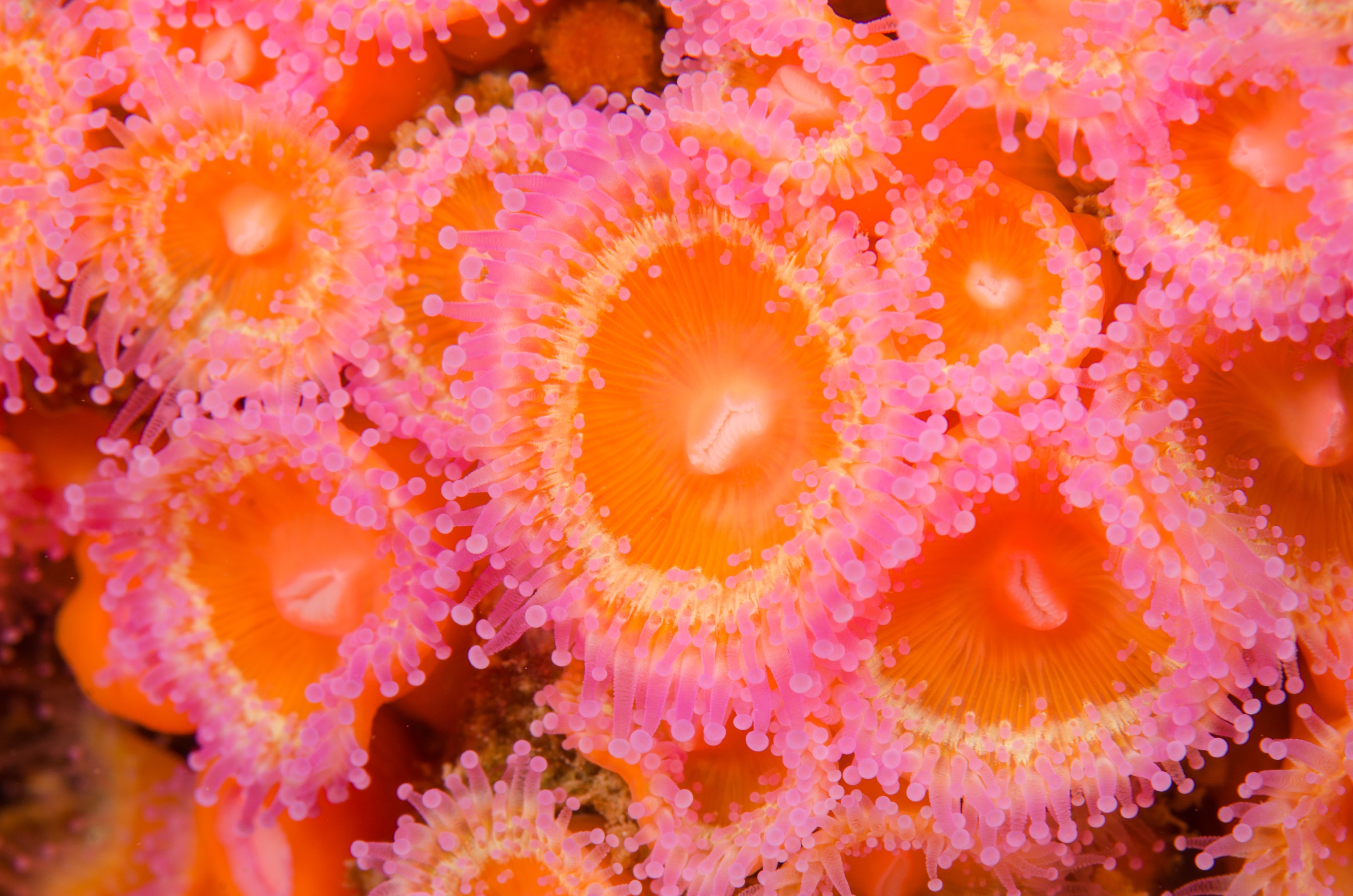 DSC_9229 – Jewel, Anemone, Corynactis, haddoni, poor, knights, marine, reserve, Crispin, marine, new zealand, zealand, new, nz,