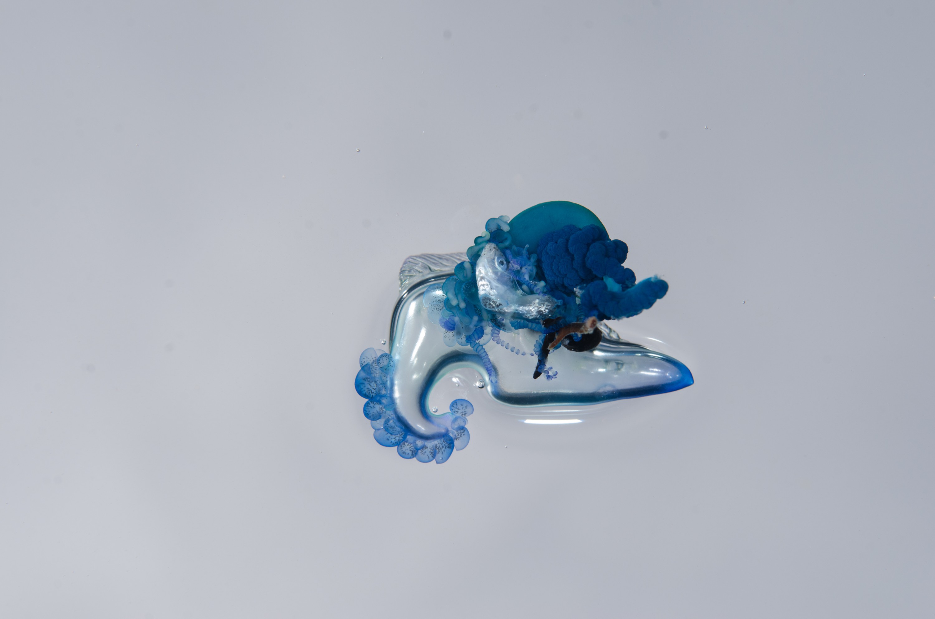 DSC_9252 – Underwater, Physalia, physalis, Portuguese, man, o', war, o, blue, bottle, sting, pelagic, float, sail, blue, cnidarian, Physaliida, venomous, painful, kill, Poor, Knights, Marine, Reserve, Nursery, Cove, Crispin, marine, new zealand, zealand, new, nz,