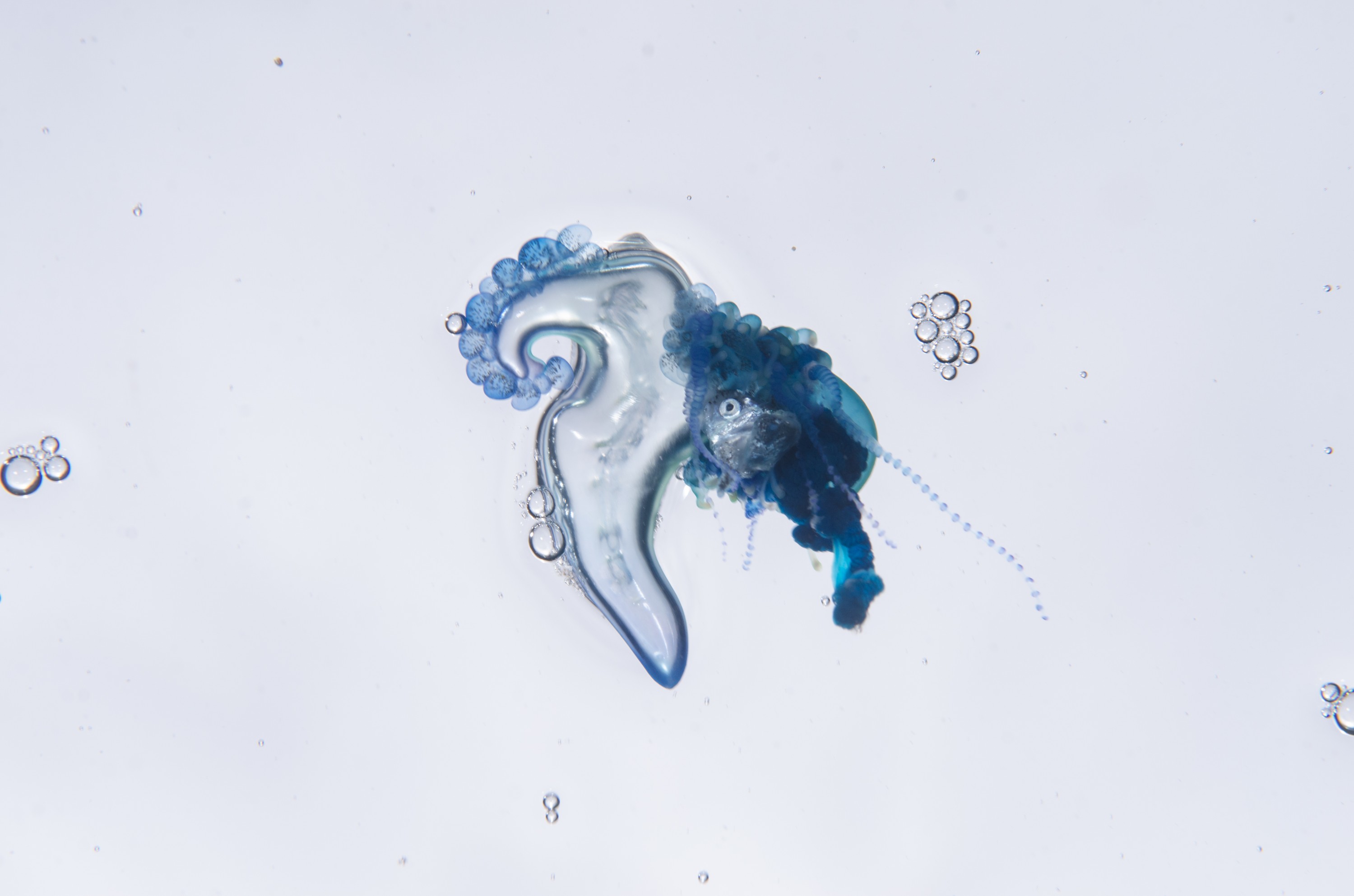 DSC_9269 – Underwater, Physalia, physalis, Portuguese, man, o', war, o, blue, bottle, sting, pelagic, float, sail, blue, cnidarian, Physaliida, venomous, painful, kill, Poor, Knights, Marine, Reserve, Nursery, Cove, Crispin, marine, new zealand, zealand, new, nz,